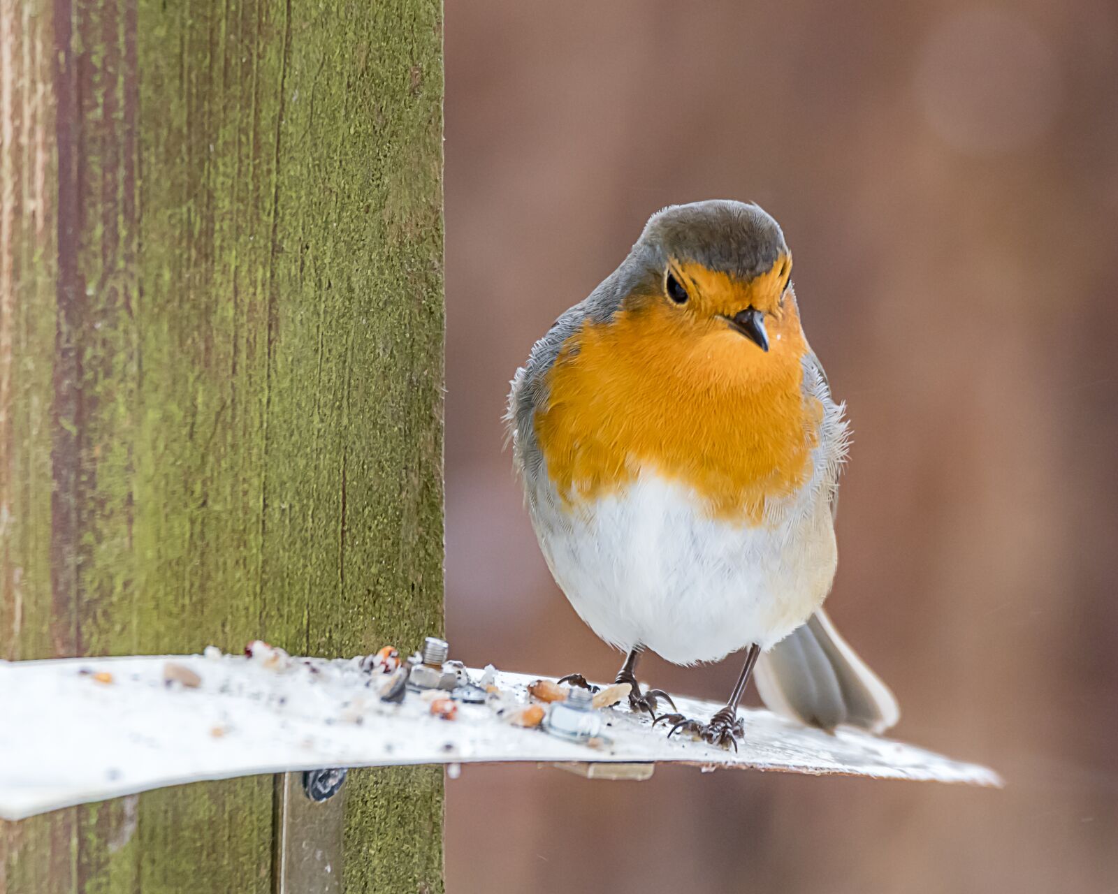Nikon D500 sample photo. Animal world, bird, songbird photography