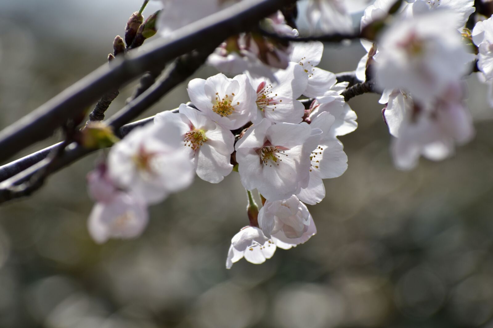 Nikon D7200 sample photo. Natural, landscape, wood photography