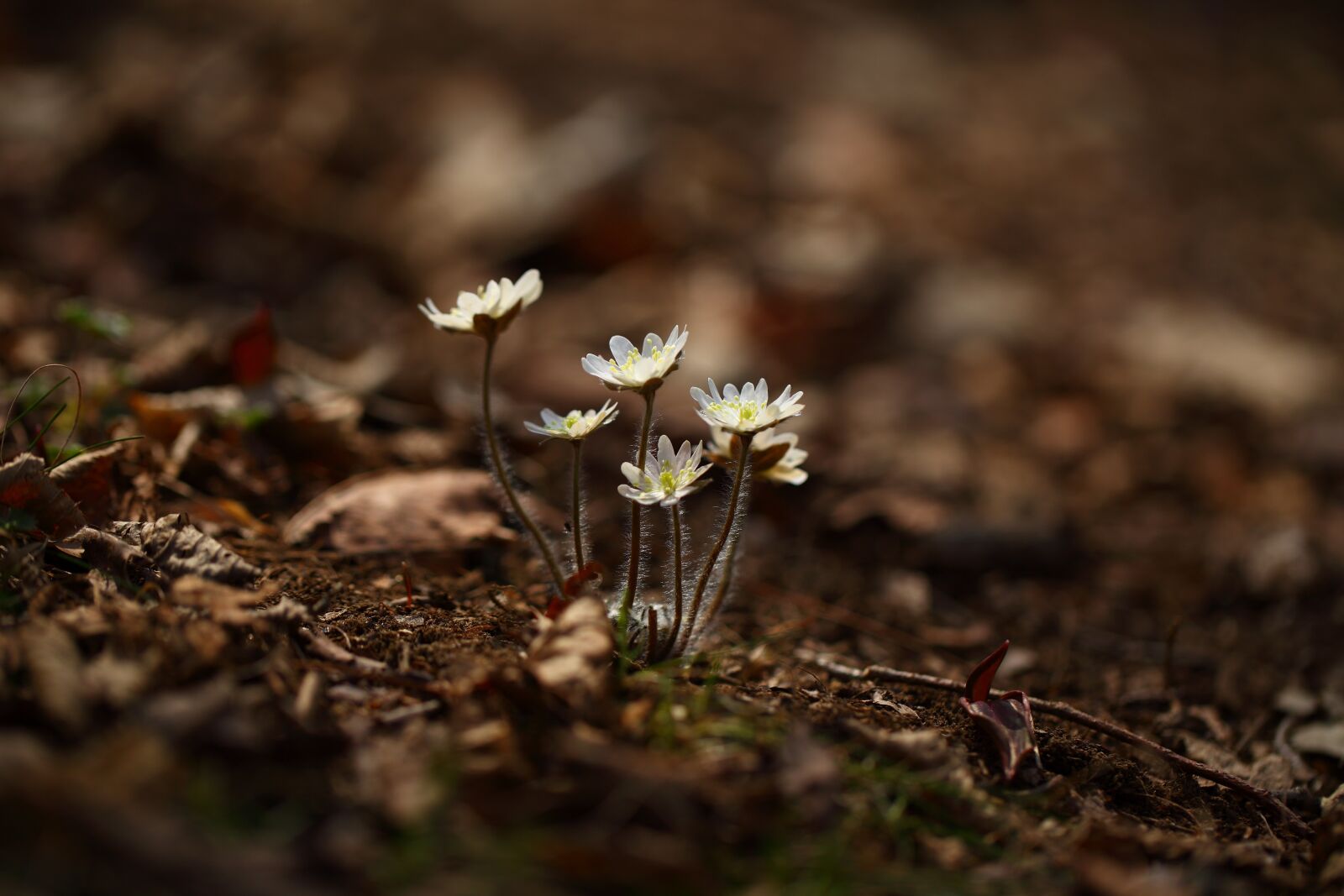 Canon EOS 5D Mark II sample photo. Nature, outdoors, plants photography