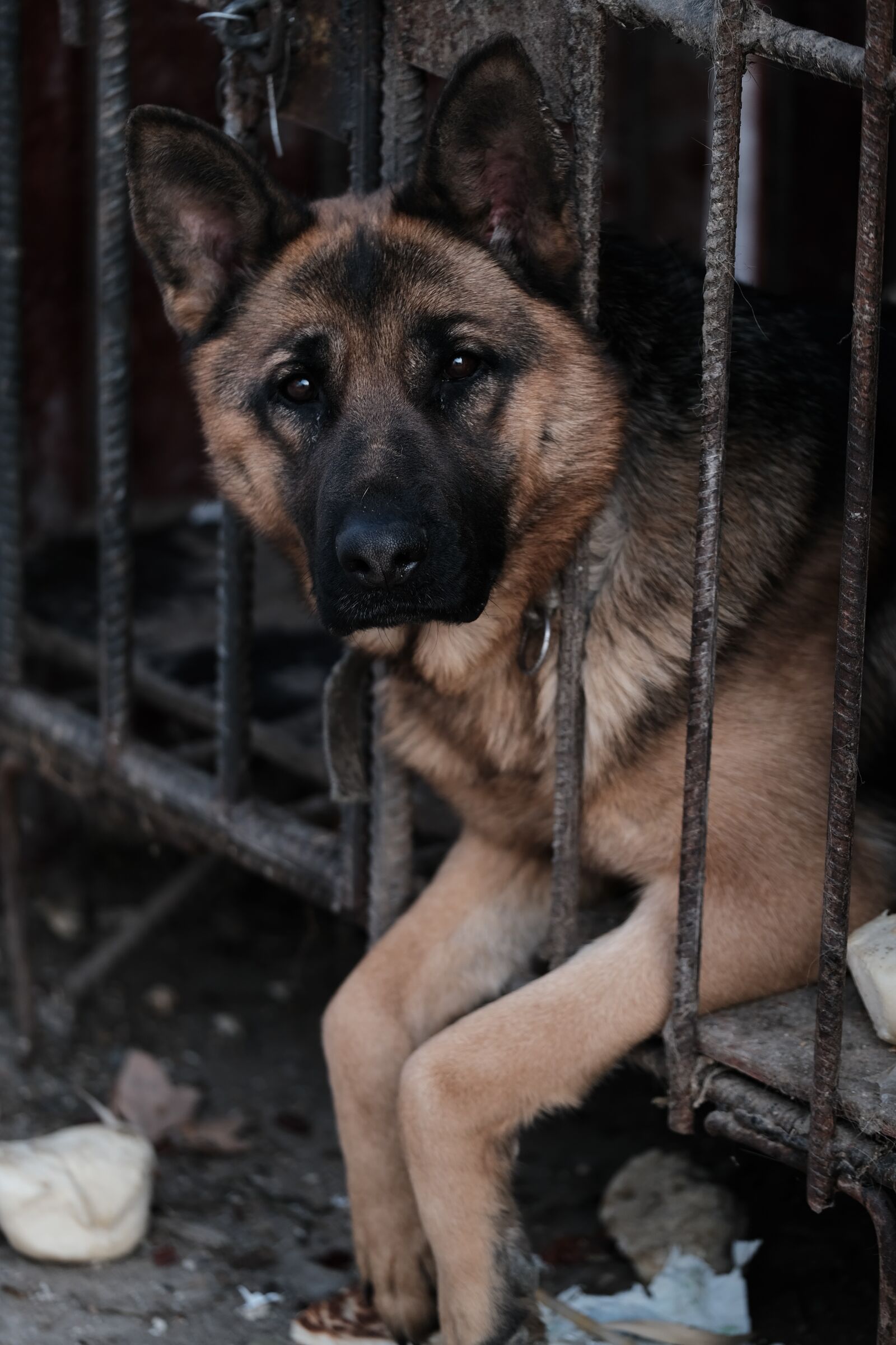 Fujifilm X-T3 sample photo. Dog, wolfhound, cage photography