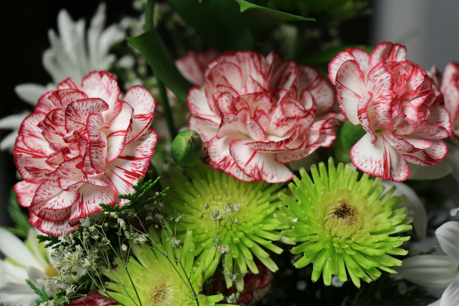 Canon EOS 70D sample photo. Red, and, white, flowers photography