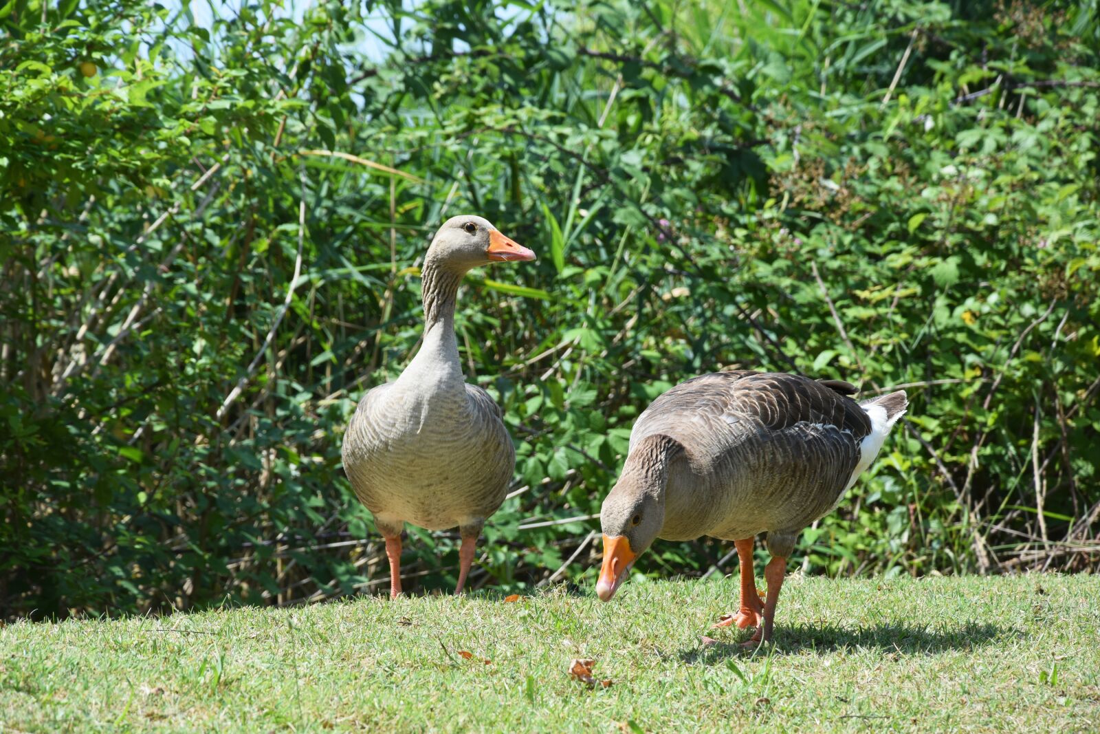 Nikon D3300 sample photo. Geese, animals, bird photography