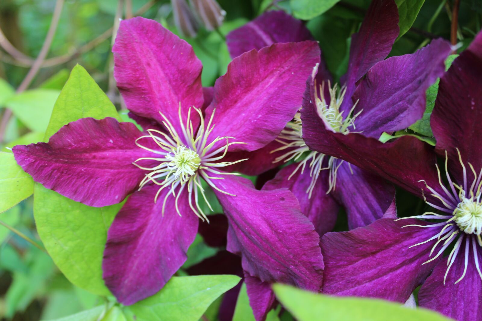 Canon EOS 600D (Rebel EOS T3i / EOS Kiss X5) sample photo. Clematis, blossom, bloom photography
