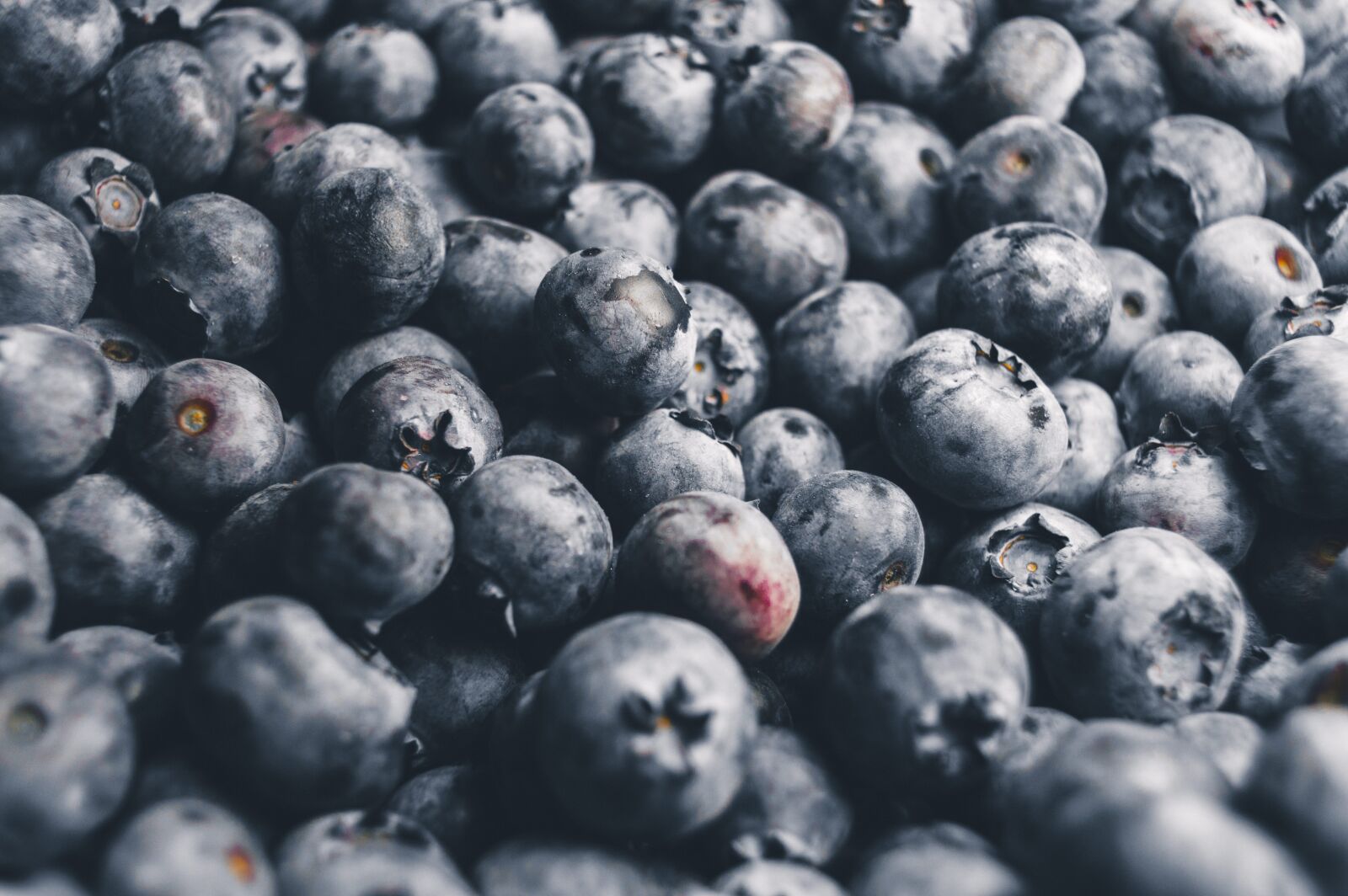 Nikon D3200 sample photo. Agriculture, berries, bilberry photography