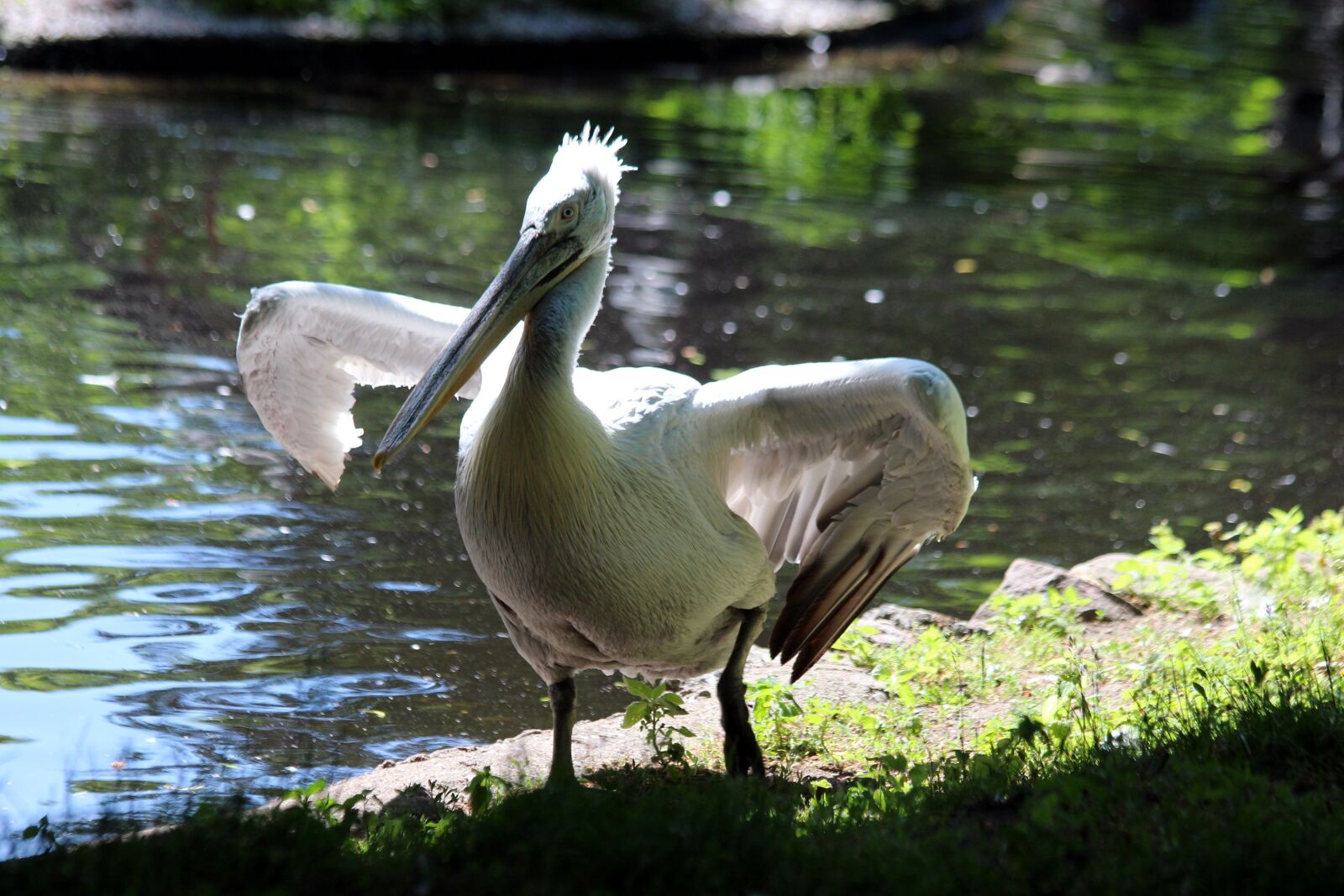 Canon EOS 650D (EOS Rebel T4i / EOS Kiss X6i) sample photo. Pelican, bird, water photography