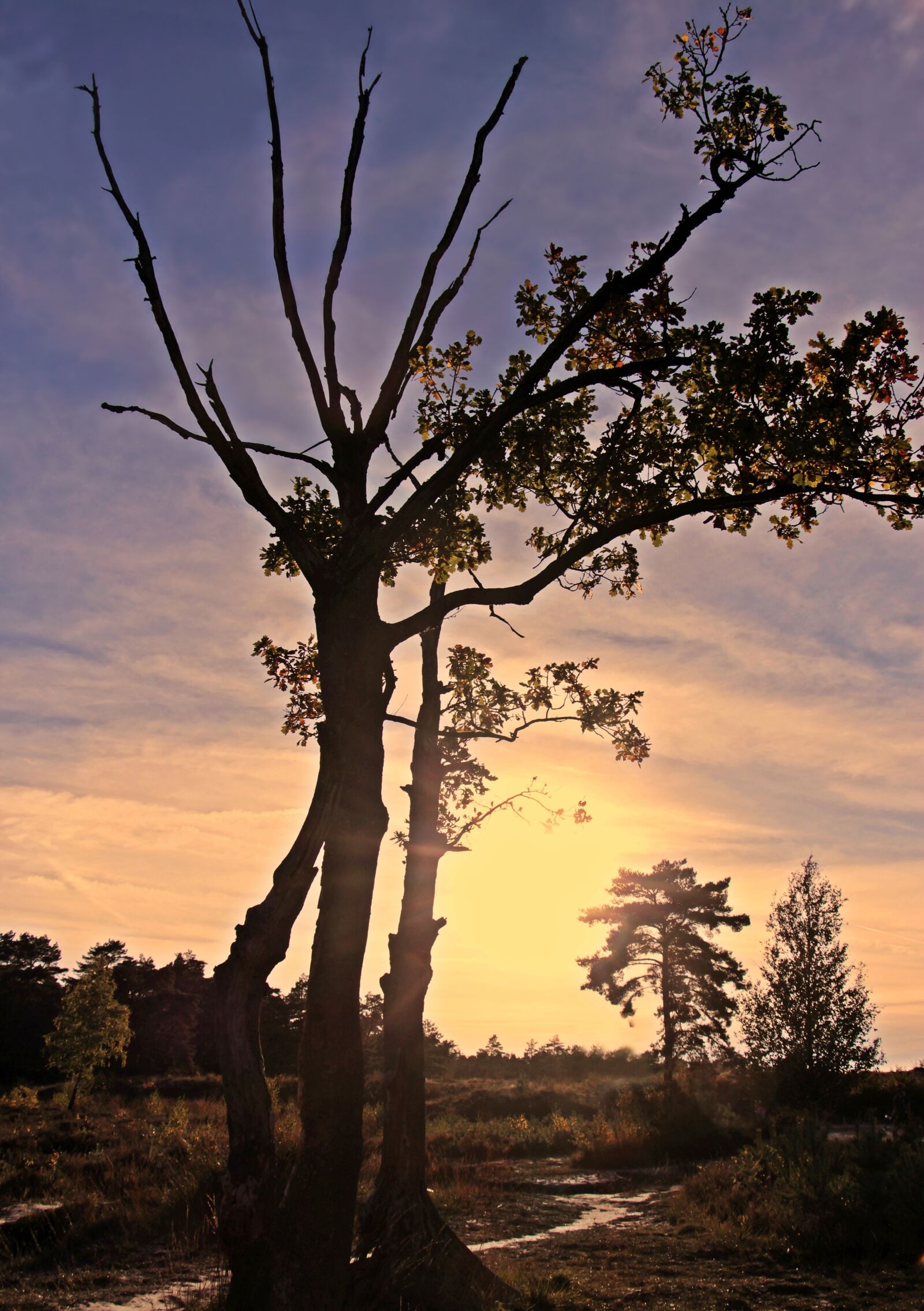 Canon EOS 100D (EOS Rebel SL1 / EOS Kiss X7) sample photo. Sunset, trees, backlighting photography
