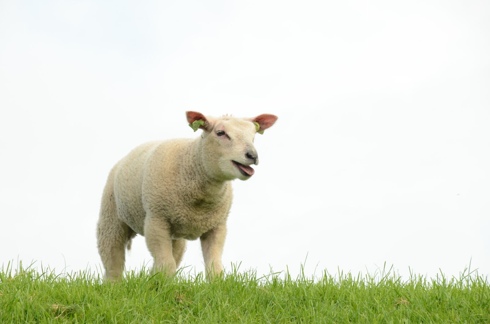 Nikon D7000 sample photo. Nature, farm, animal photography