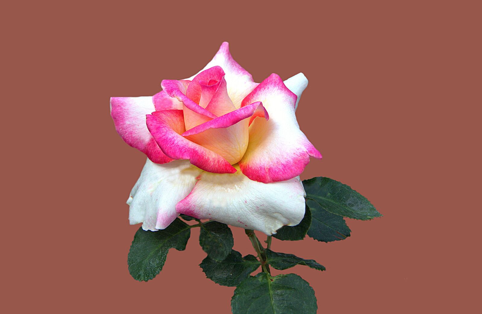 Canon EOS 7D sample photo. Floribunda, rosengarten bad kissingen photography