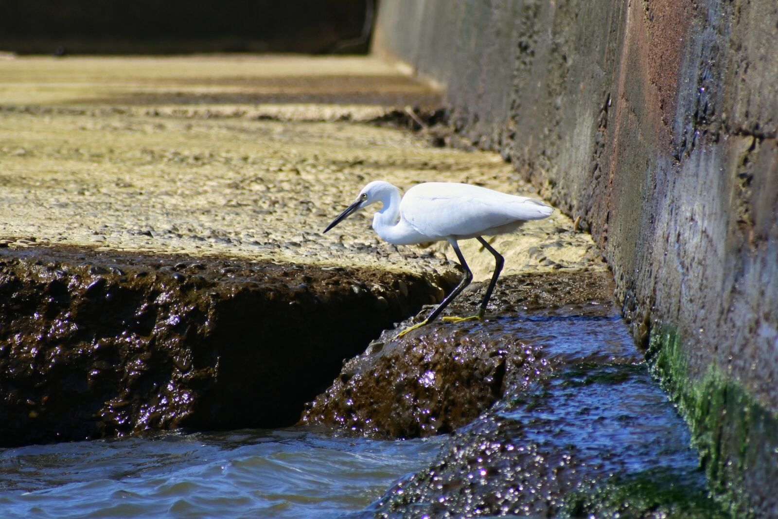 VR 70-300mm f/4.5-6.3G sample photo. Animal, sea, breakwater photography