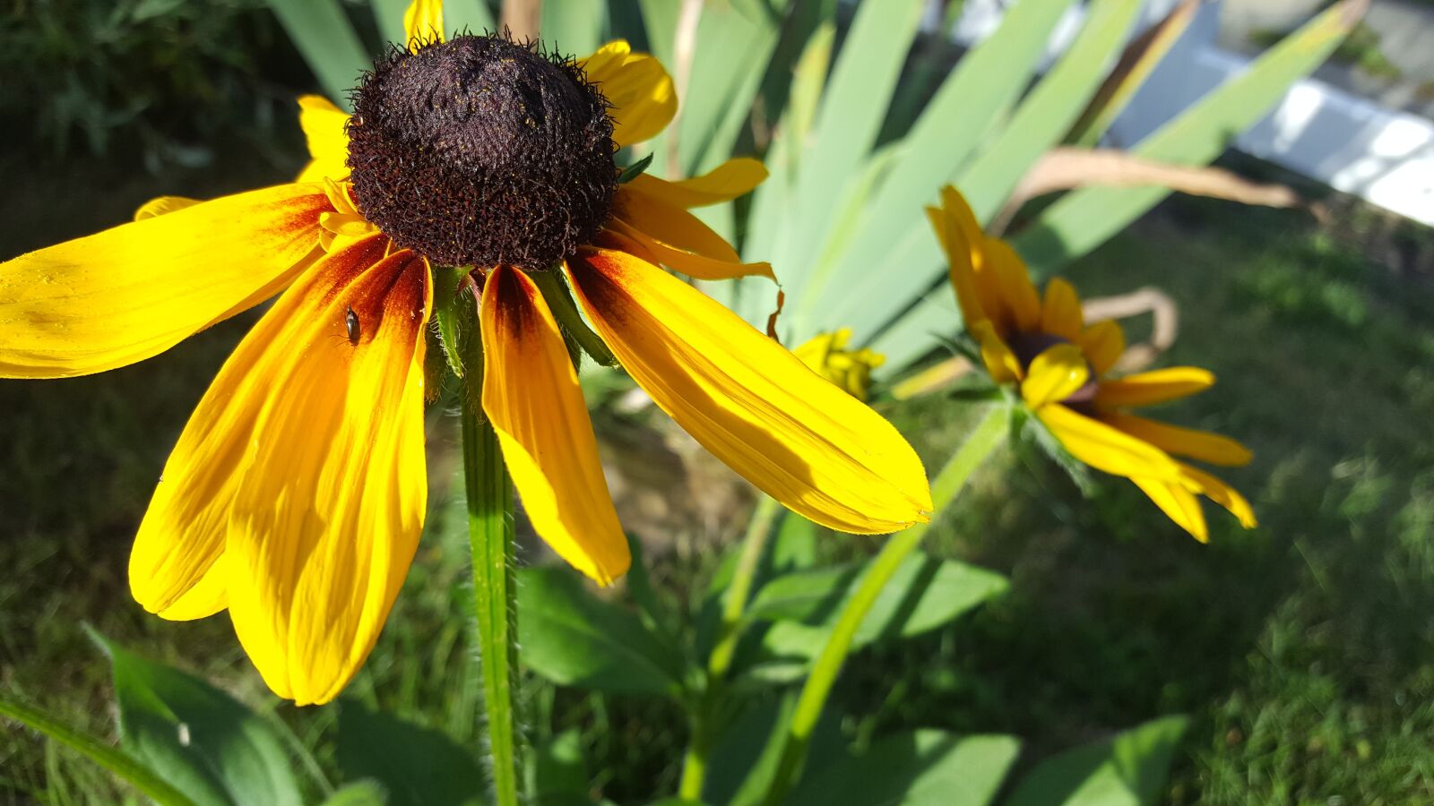Samsung Galaxy S6 sample photo. Sunflower, flower, garden photography