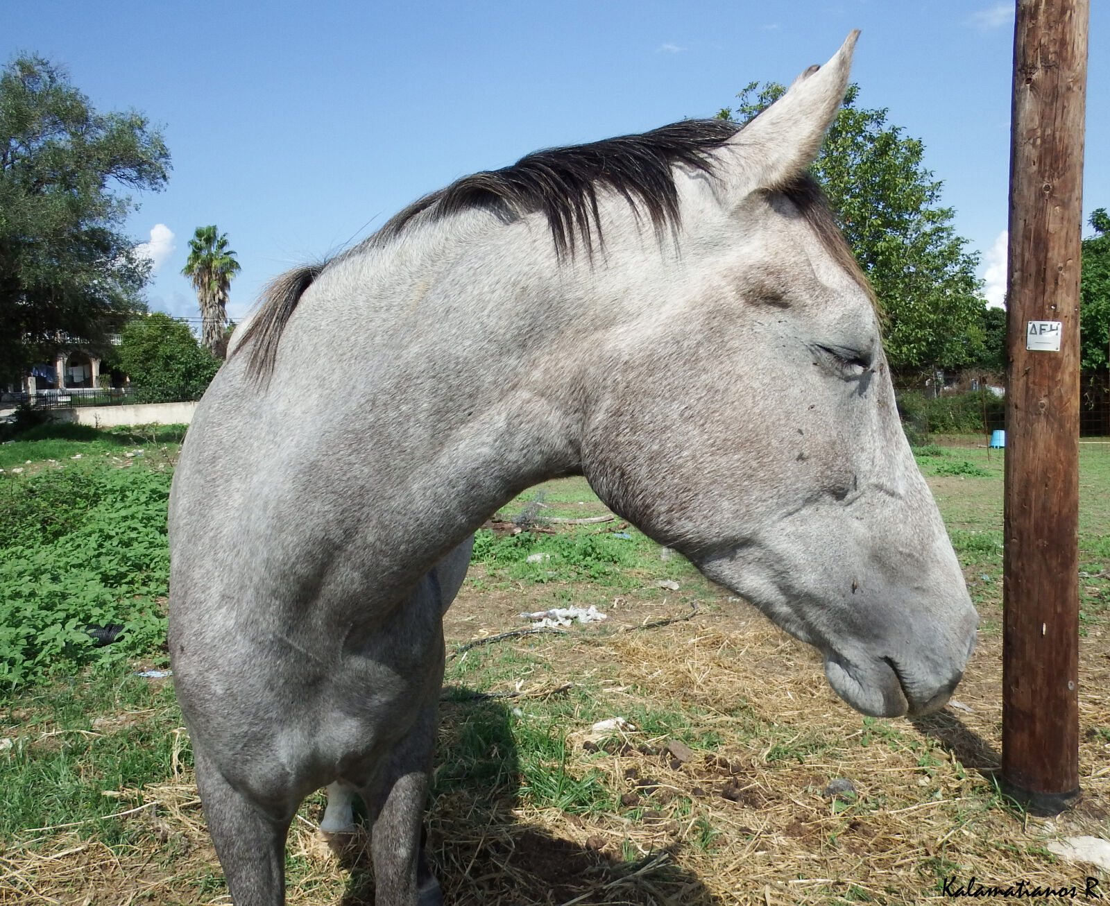 Fujifilm FinePix S1 sample photo. Animal, horse photography