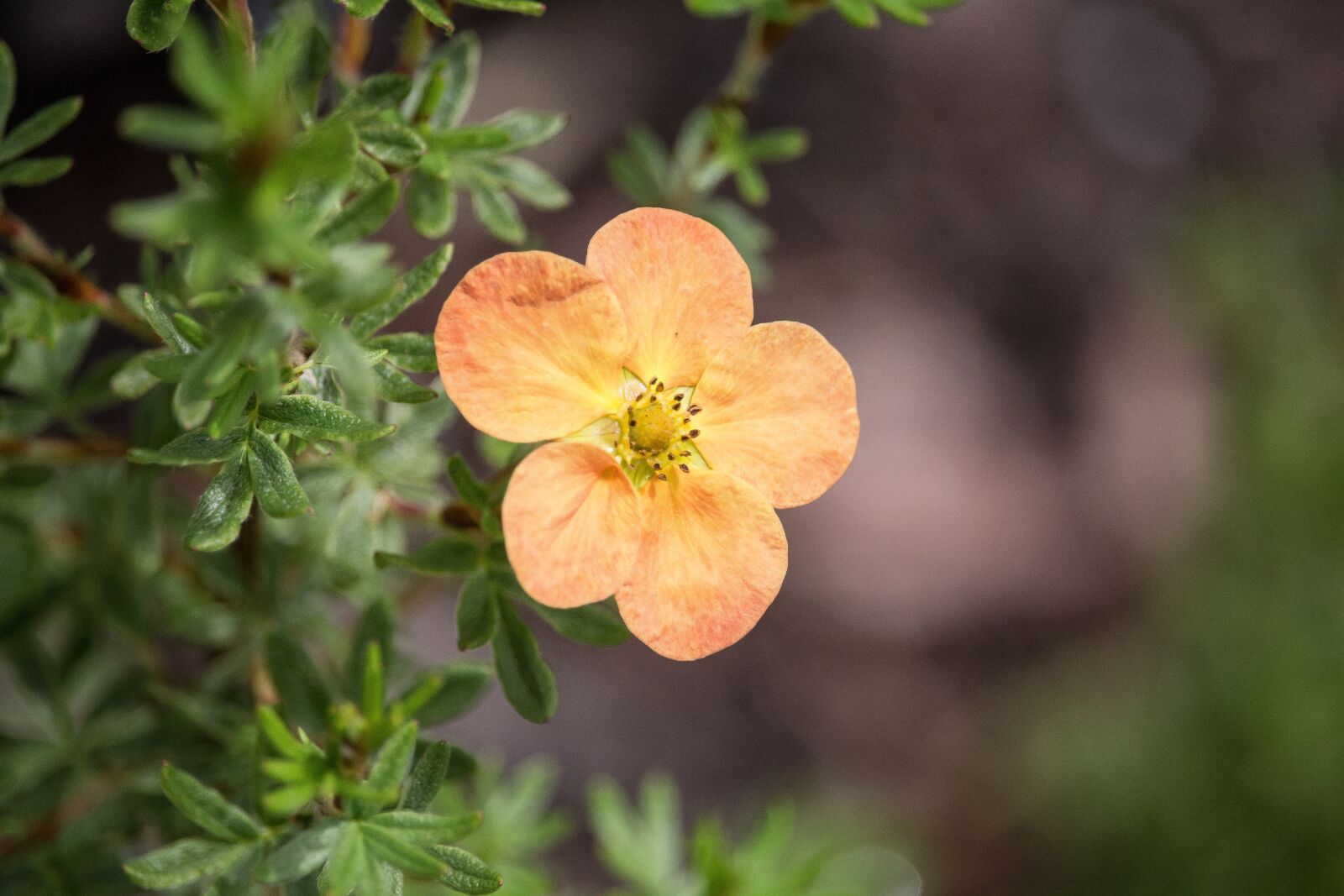 Canon EF-S 55-250mm F4-5.6 IS STM sample photo. Blossom, bloom, yellow photography