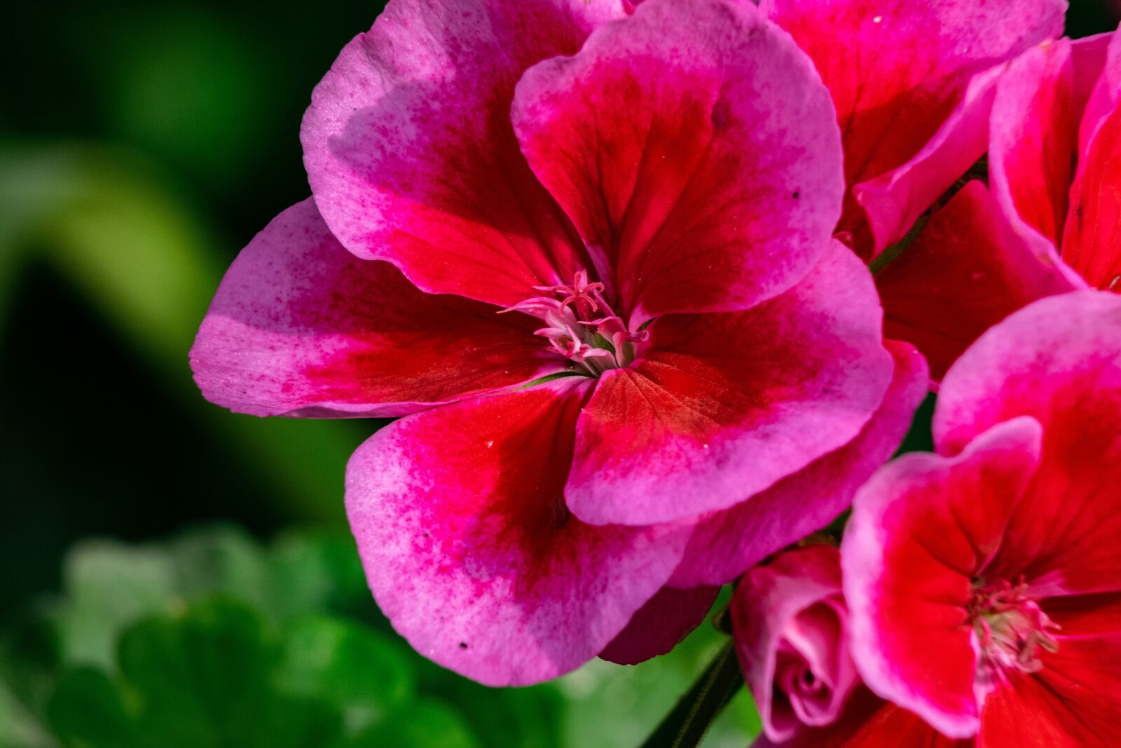 Nikon D3300 sample photo. Flower, geranium, nature photography