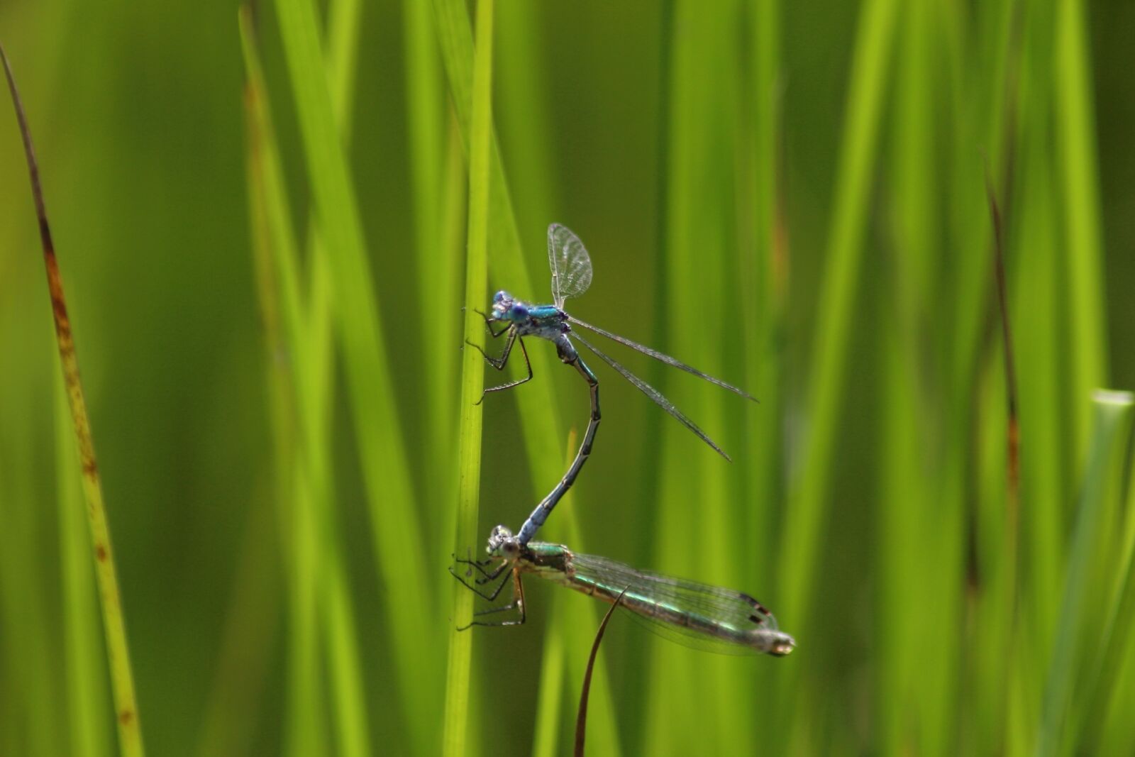 Canon EOS 1200D (EOS Rebel T5 / EOS Kiss X70 / EOS Hi) sample photo. Grass, nature, sheet photography