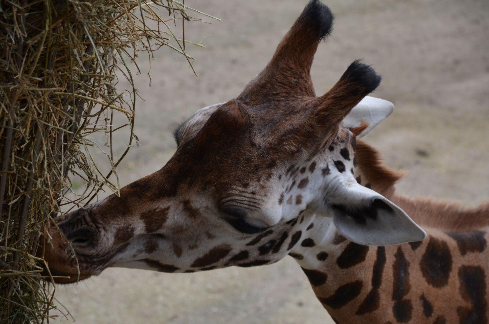 Nikon D5100 sample photo. Giraffe, zoo, animal portrait photography