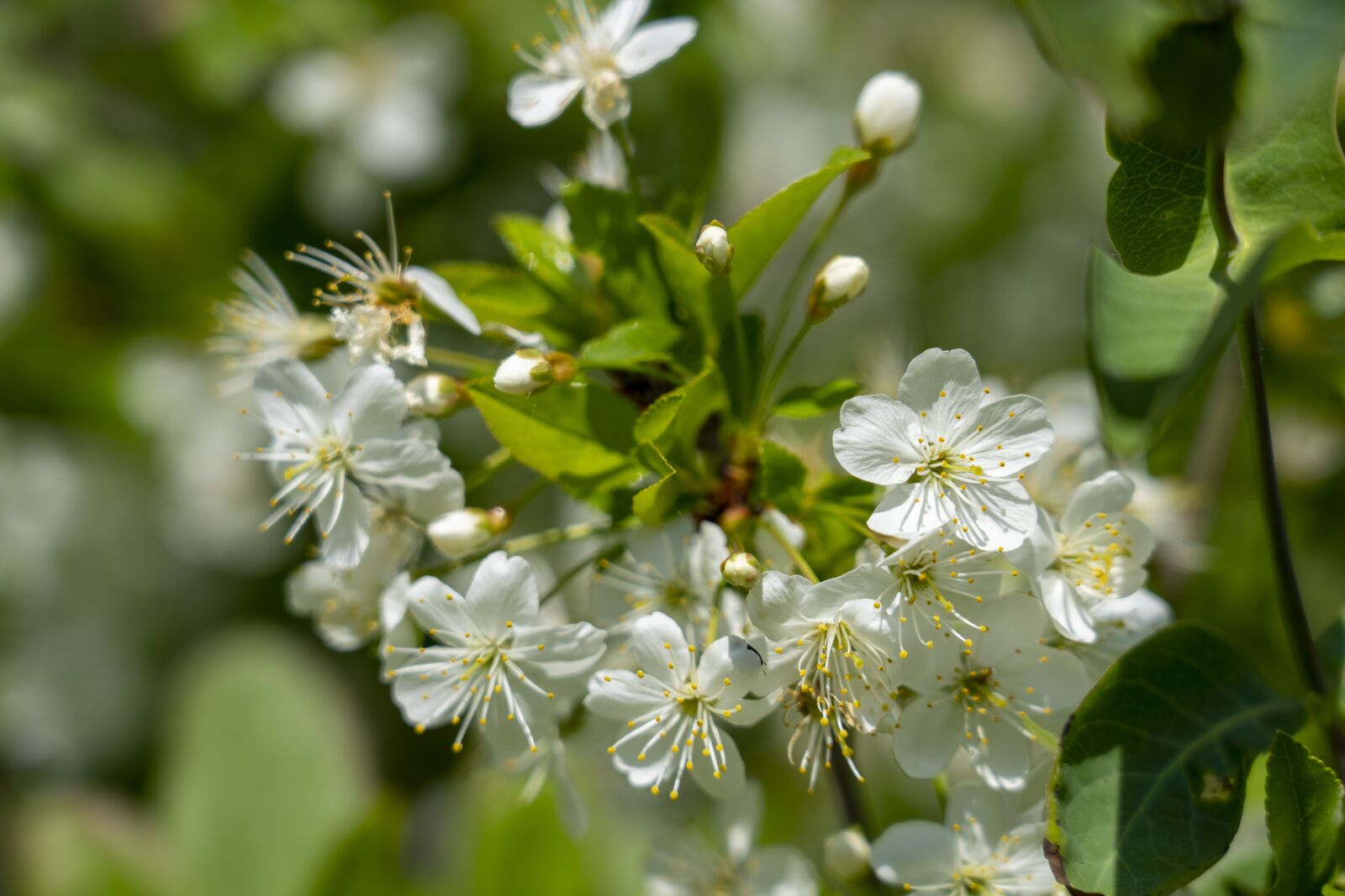 Sony FE 24-105mm F4 G OSS sample photo. Flowers, spring, flowering photography