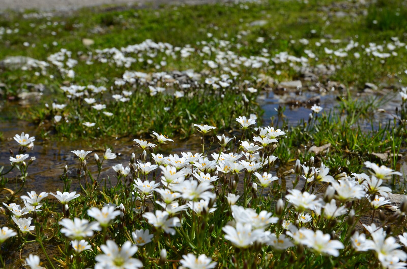 Nikon D5100 sample photo. Nature, spring, flowers photography