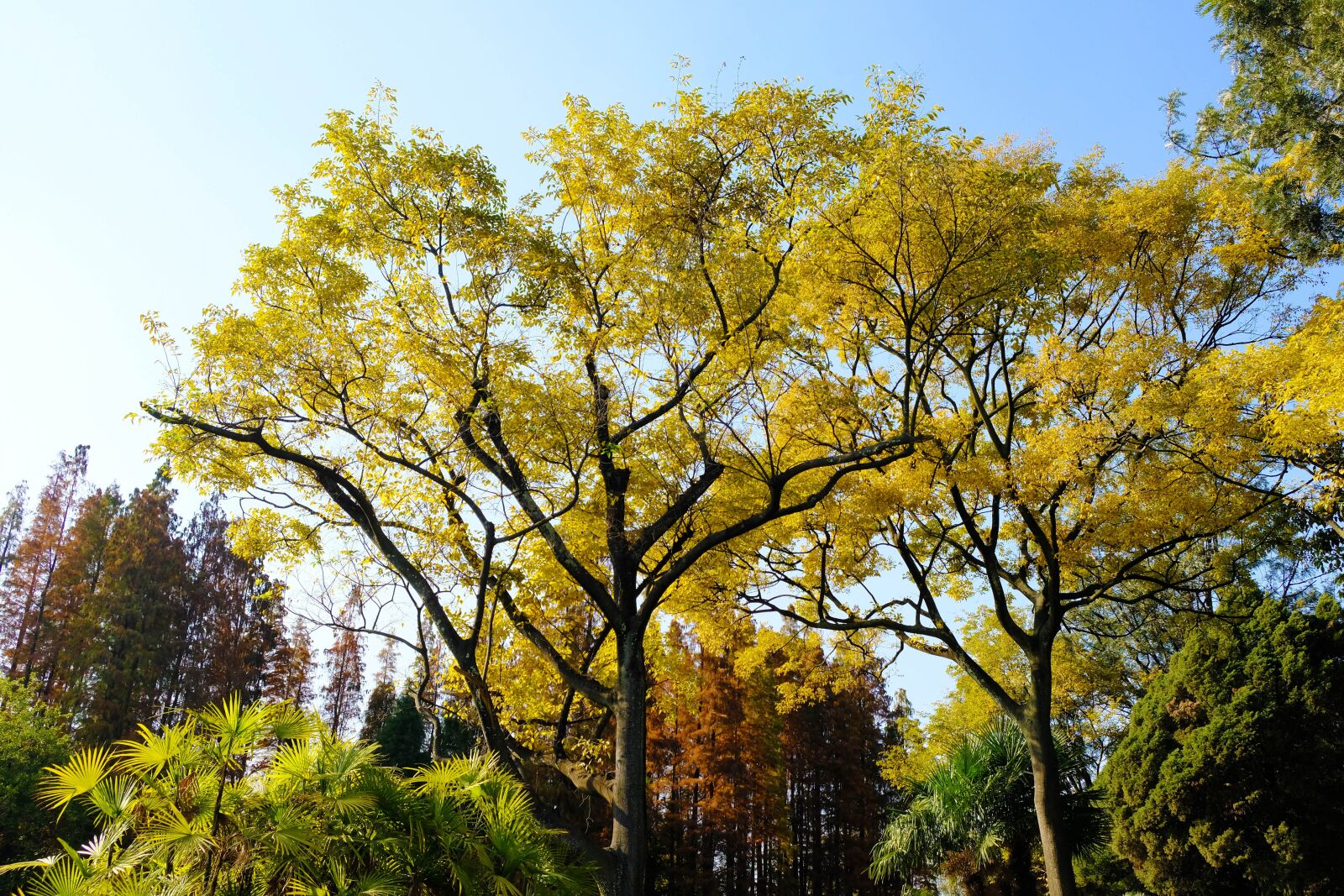 Fujifilm X-T20 sample photo. Autumn, yellow leaves, afternoon photography