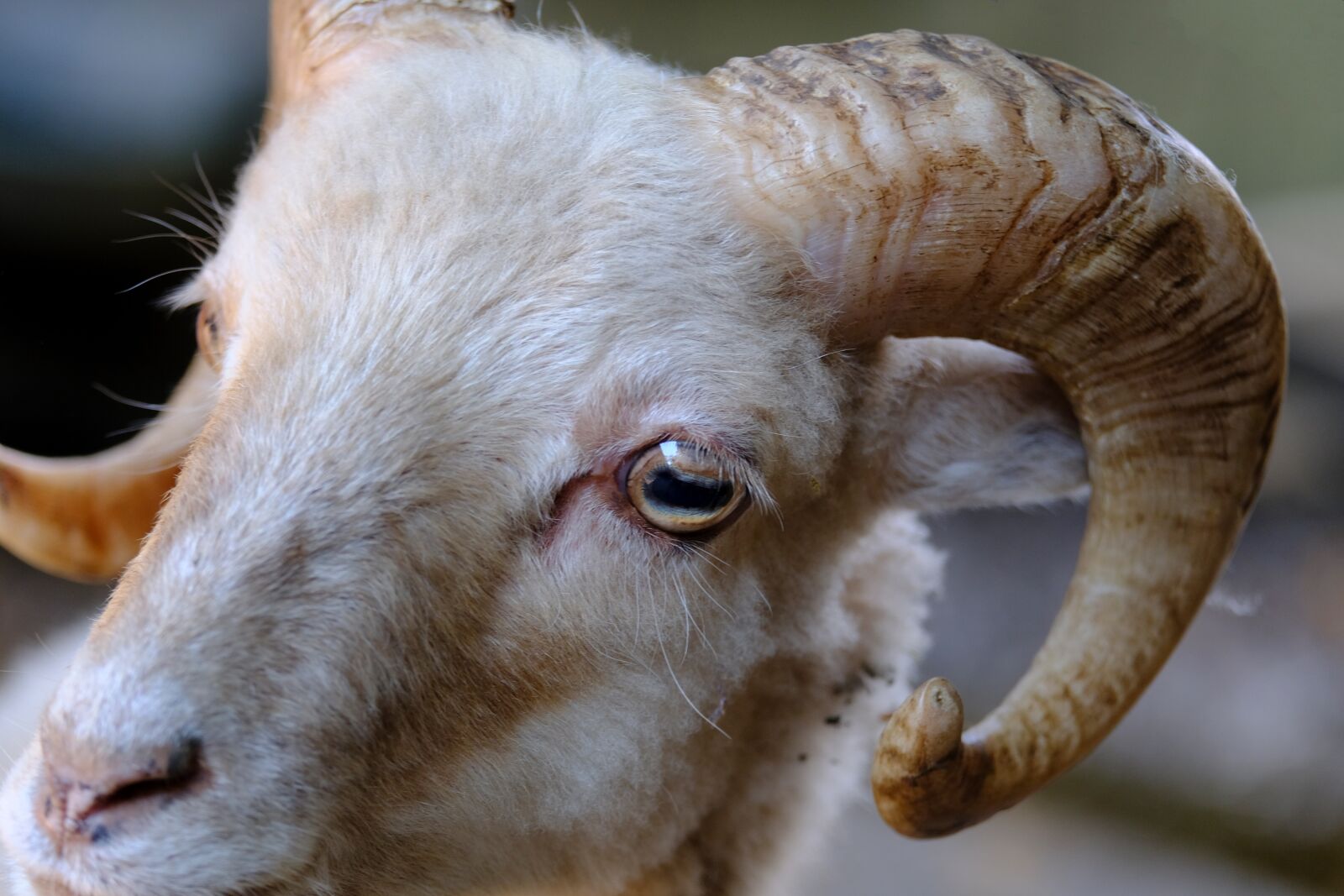 Fujifilm X-T2 sample photo. Goat, billy goat, horns photography