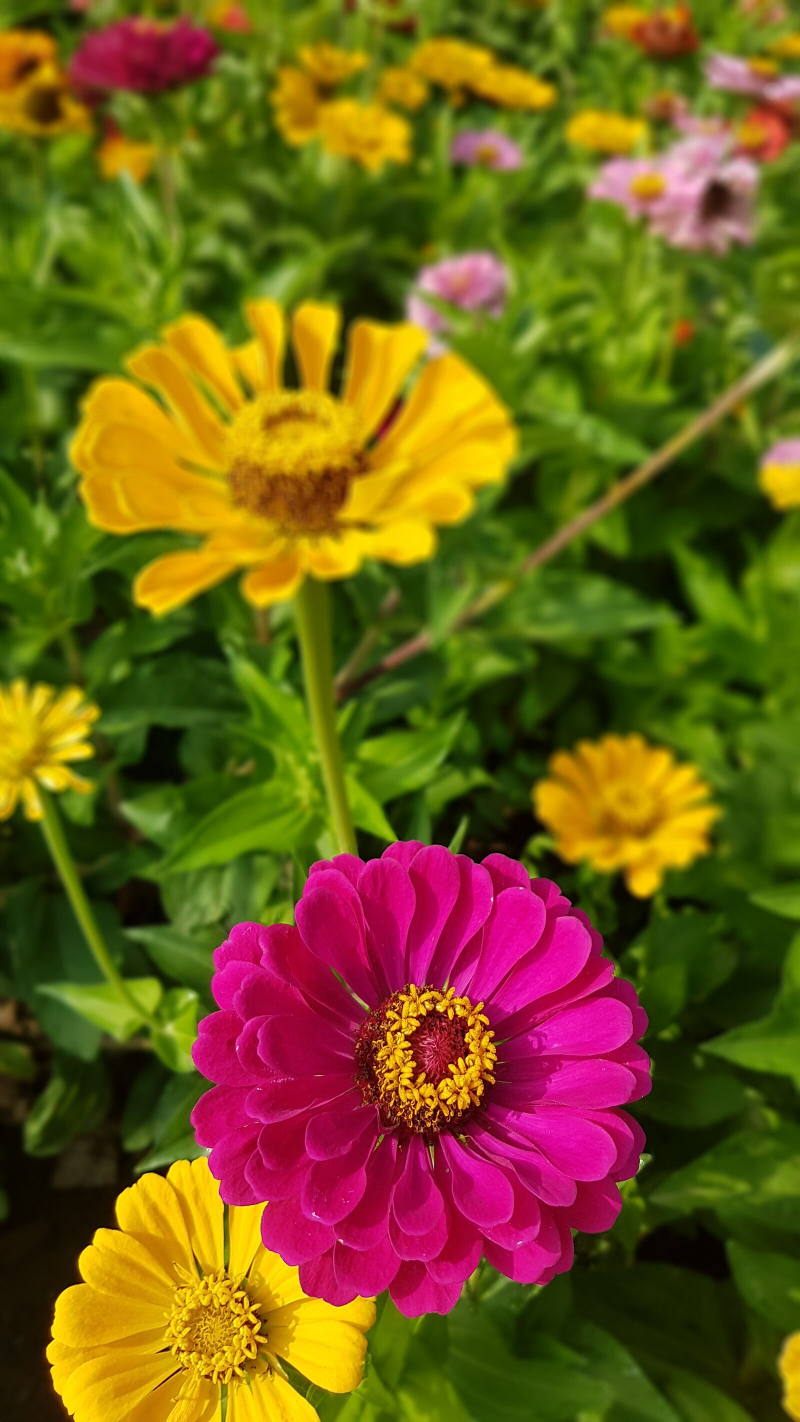 Samsung Galaxy S7 Edge sample photo. Beauty, blossom, flower photography