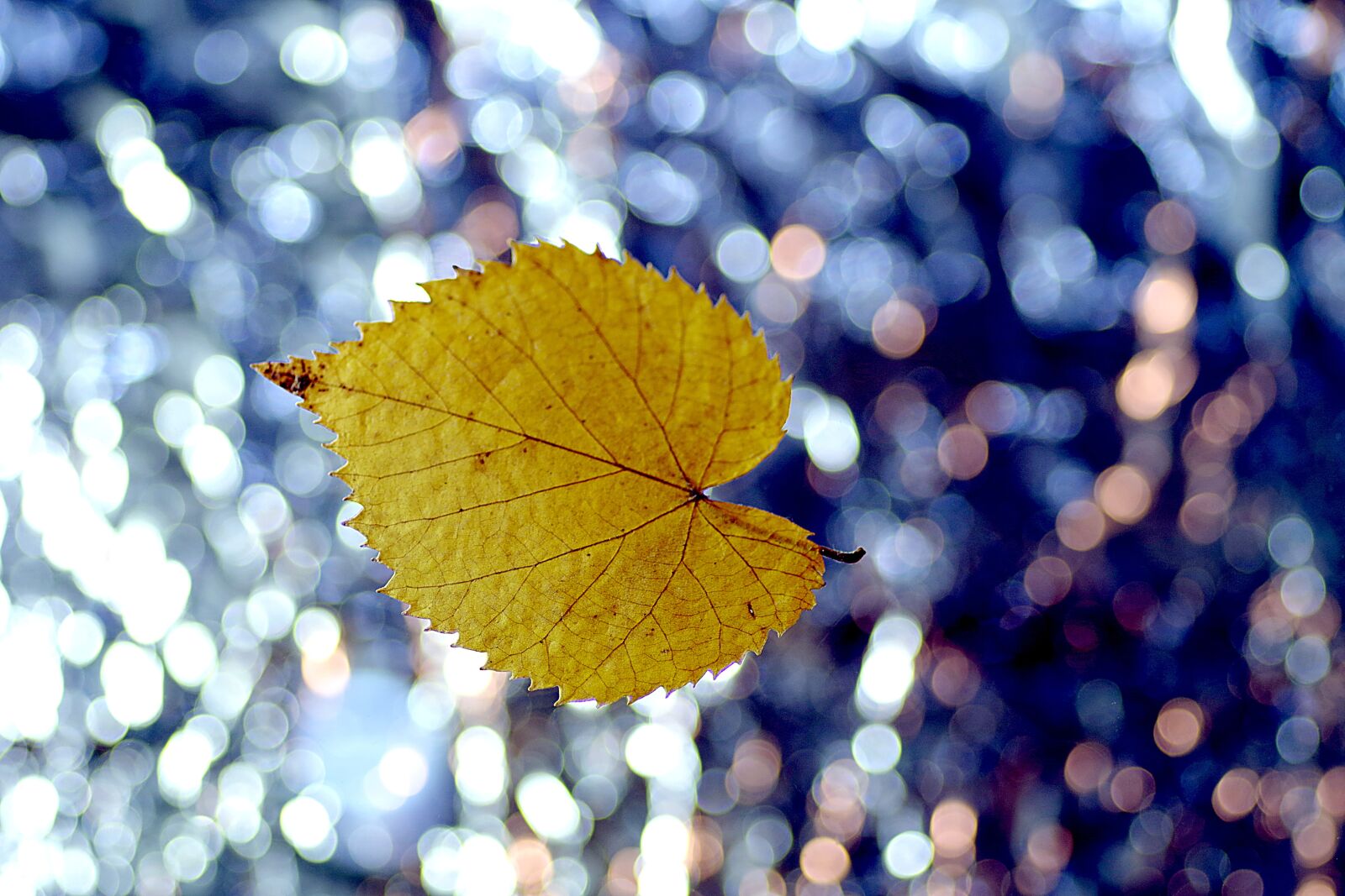 Pentax K-S2 sample photo. Leaf, lipa, yellow photography
