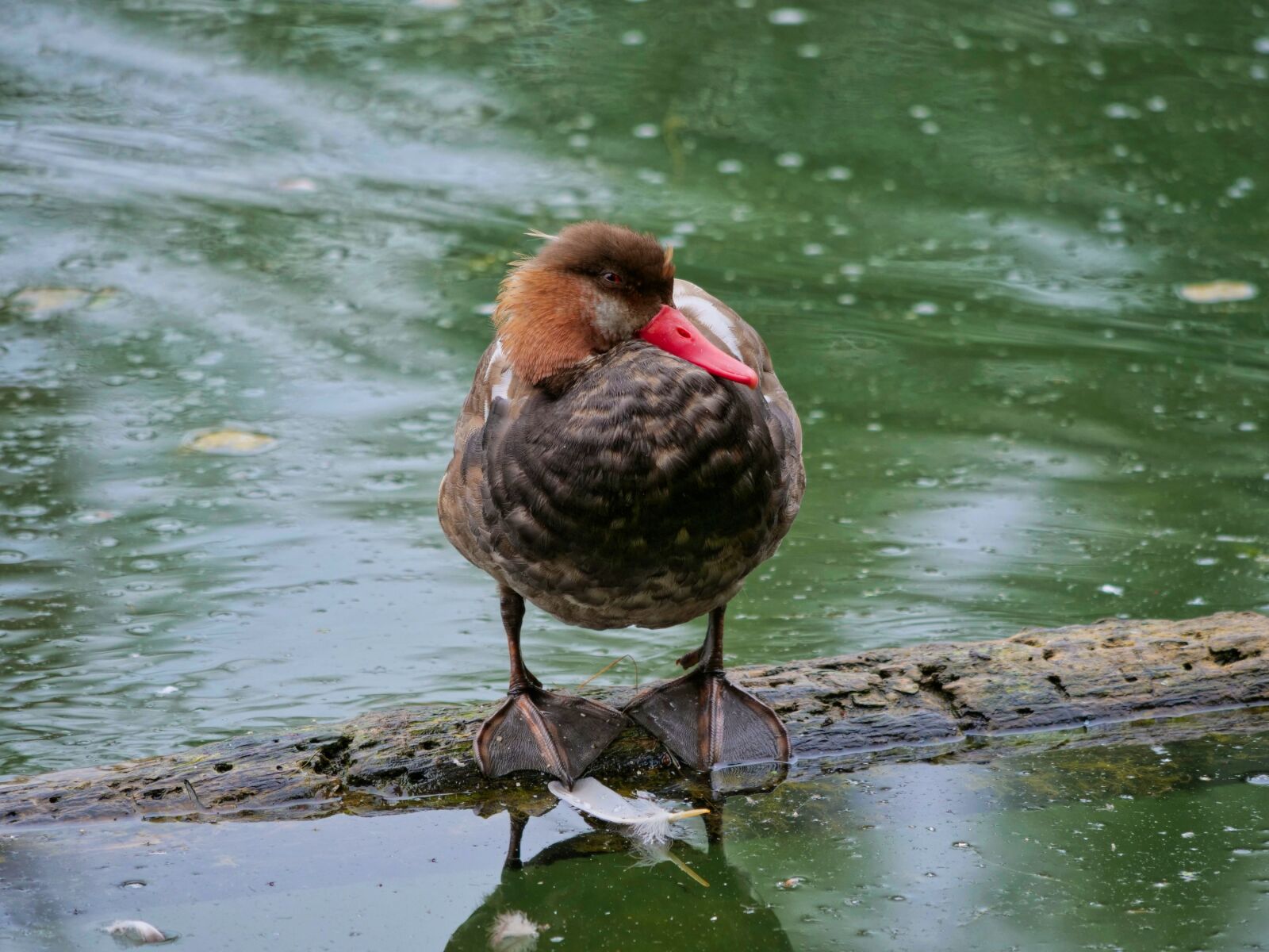 Panasonic Lumix DC-G9 sample photo. Duck, pochard, bird photography