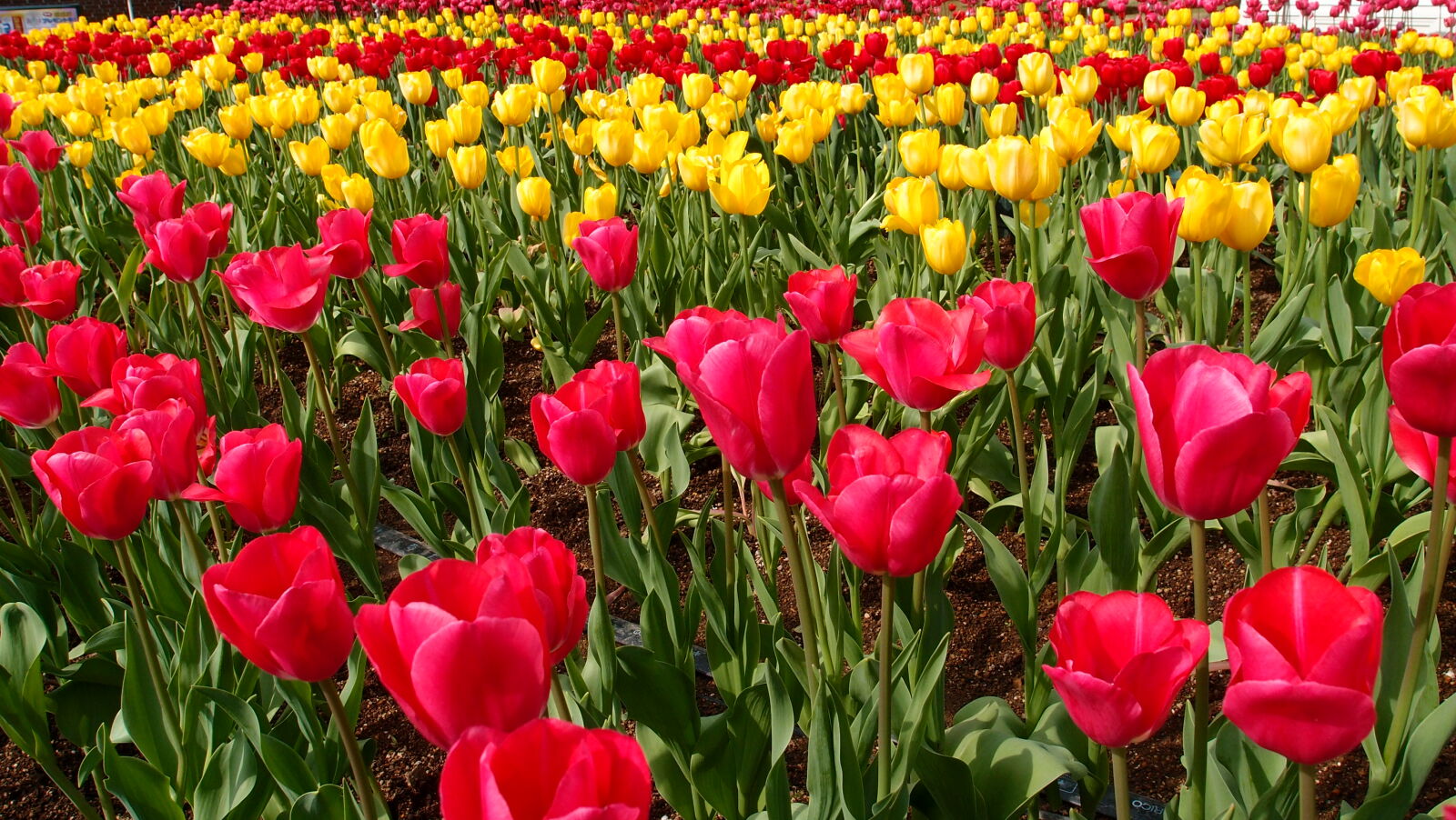 Olympus XZ-1 sample photo. Nature, red, flowers, yellow photography