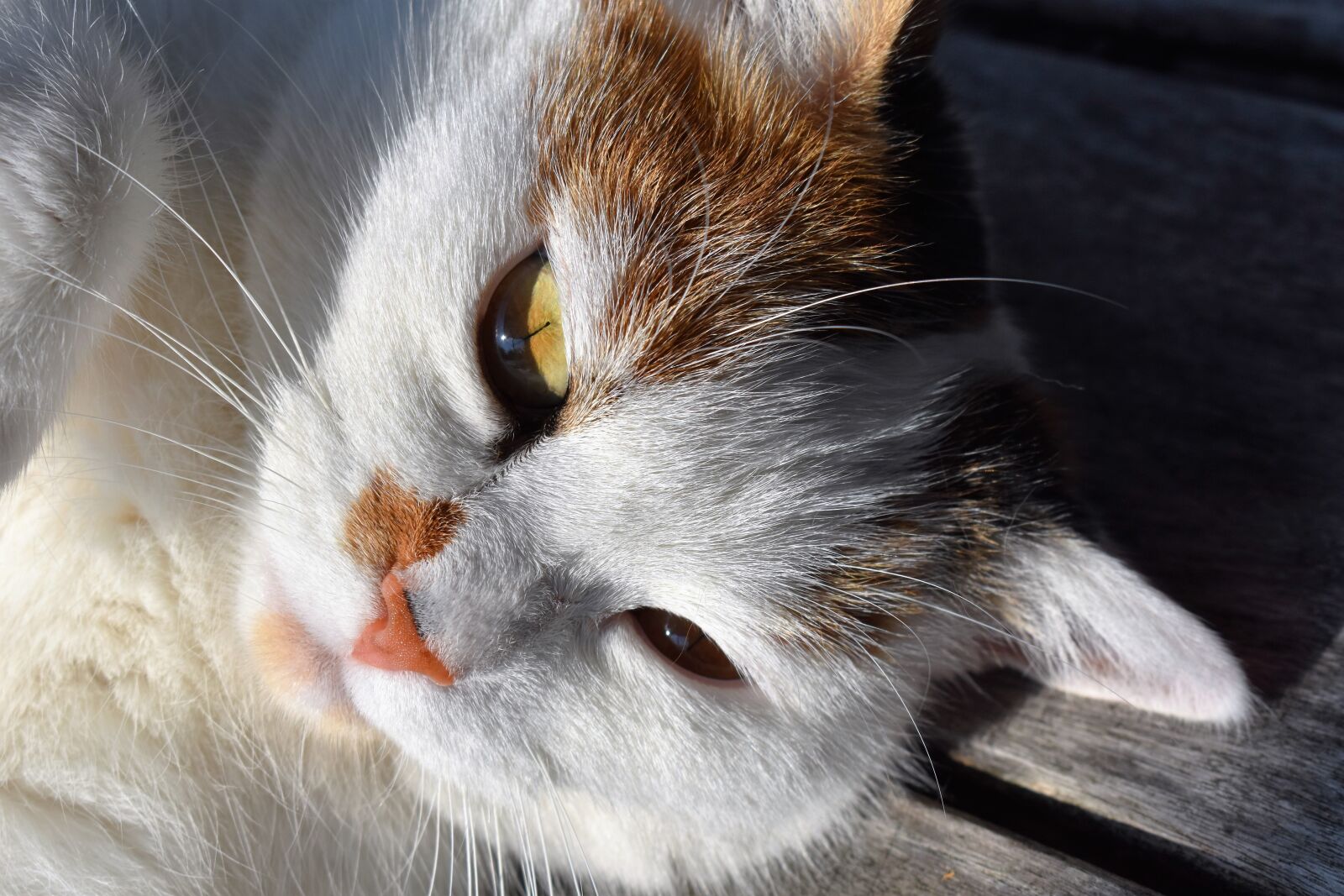 Nikon D5500 sample photo. Cat, white, head photography