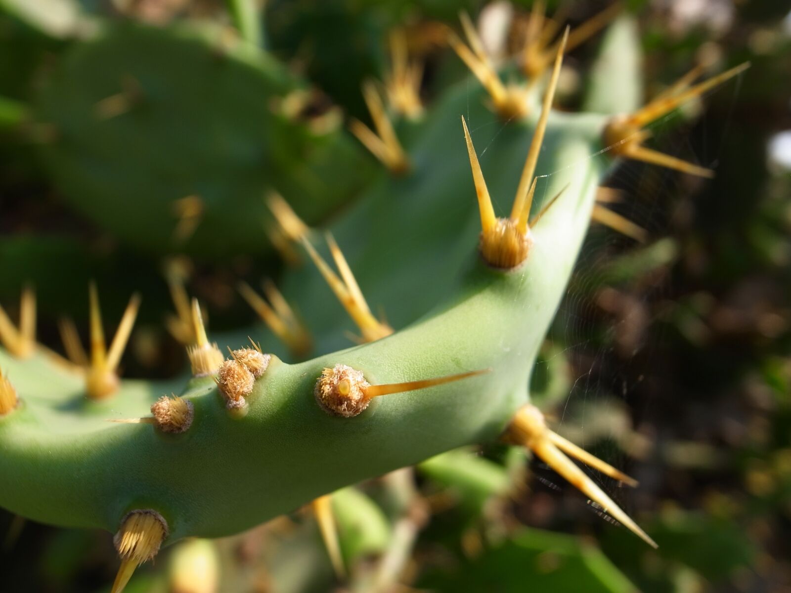 Ricoh GR DIGITAL 3 sample photo. Cactus, thorn, barbed photography