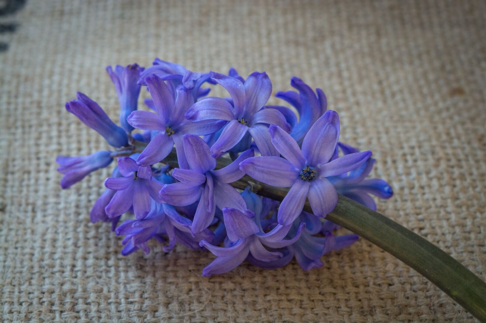 Nikon D7100 sample photo. Hyacinth, flower, blue photography