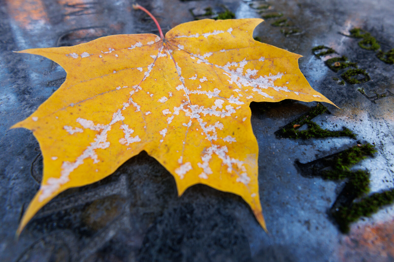 Canon RF 15-30mm F4.5-6.3 IS STM sample photo. Wideangle leaf photography