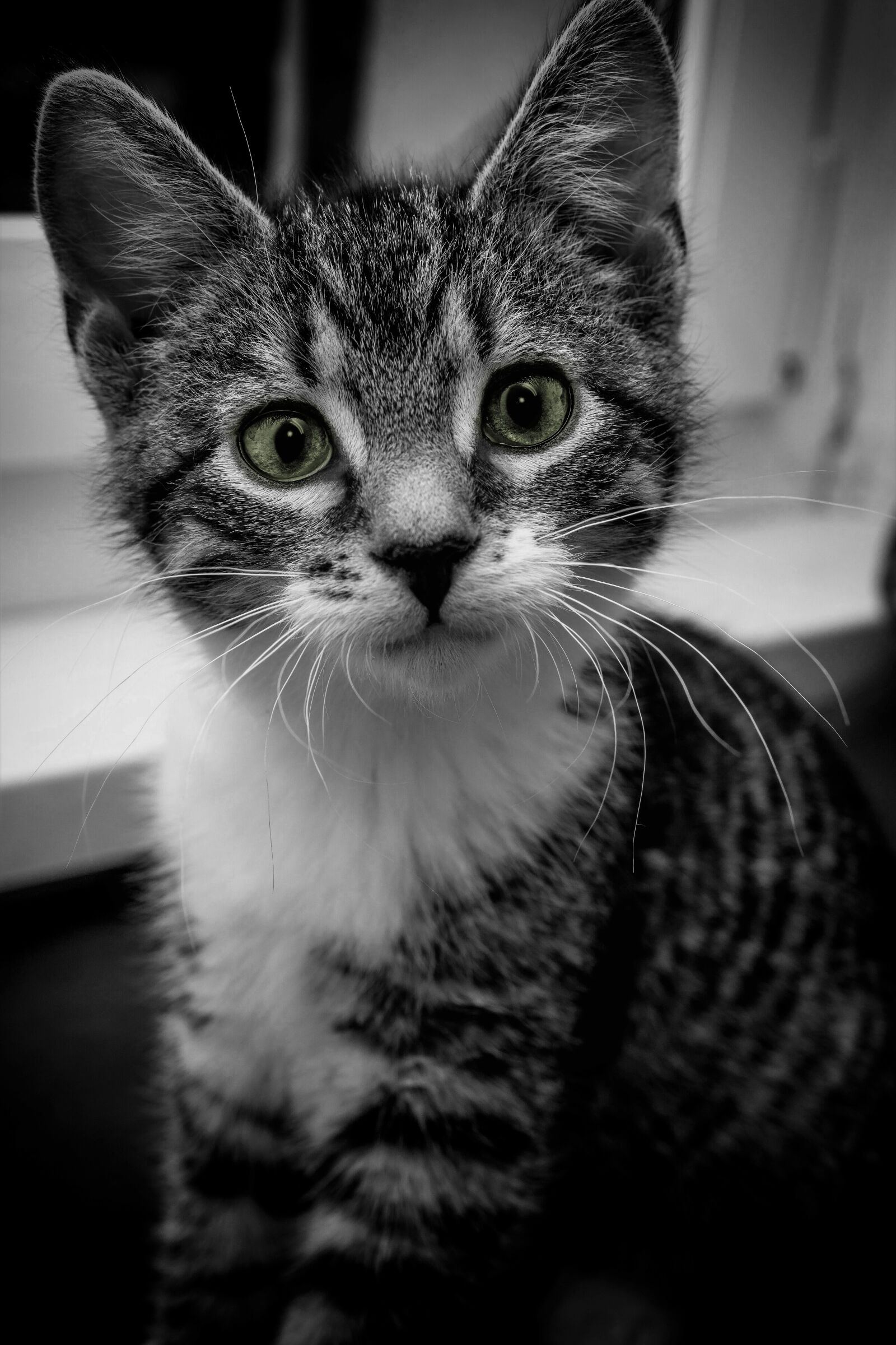 30mm F1.4 DC DN | Contemporary 016 sample photo. Cat, close up, black photography
