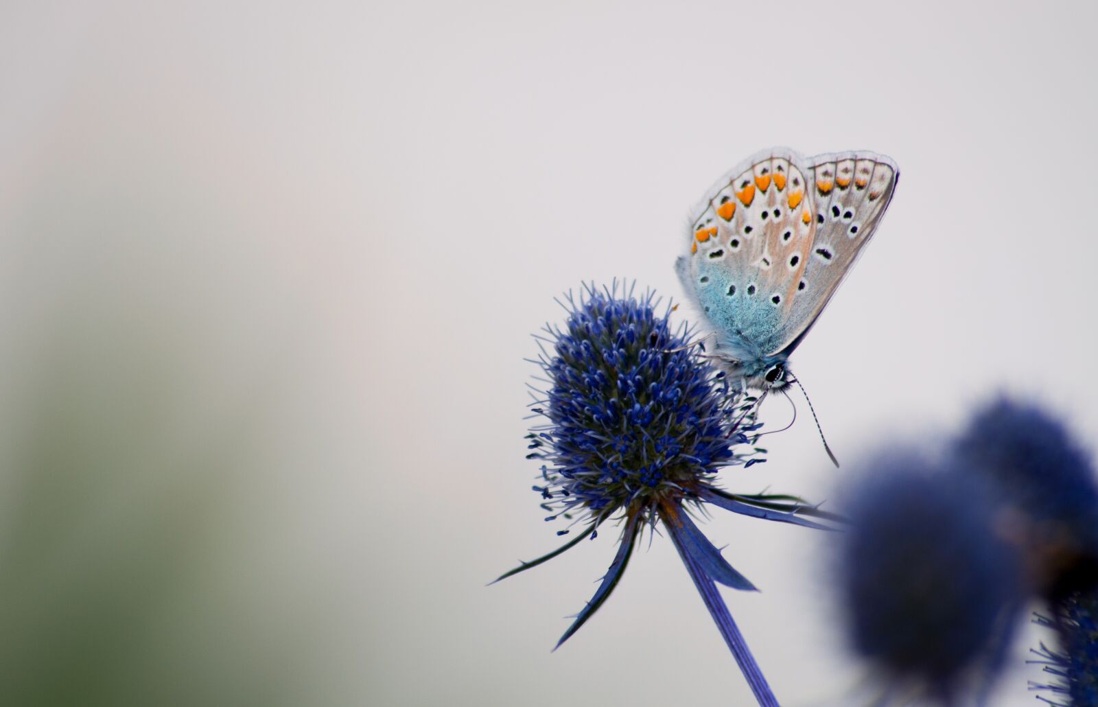 Nikon D5000 sample photo. Macro, butterfly, blossom photography