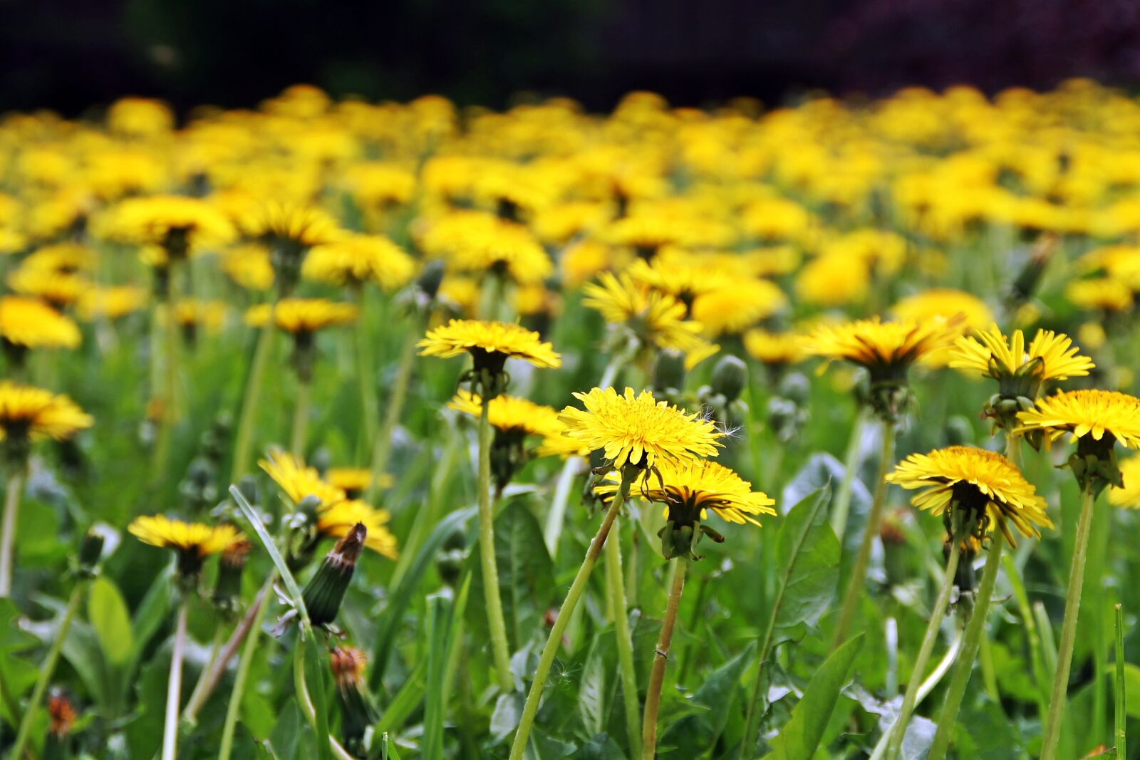 Canon EOS 1100D (EOS Rebel T3 / EOS Kiss X50) sample photo. Dandelions, greens, nature photography