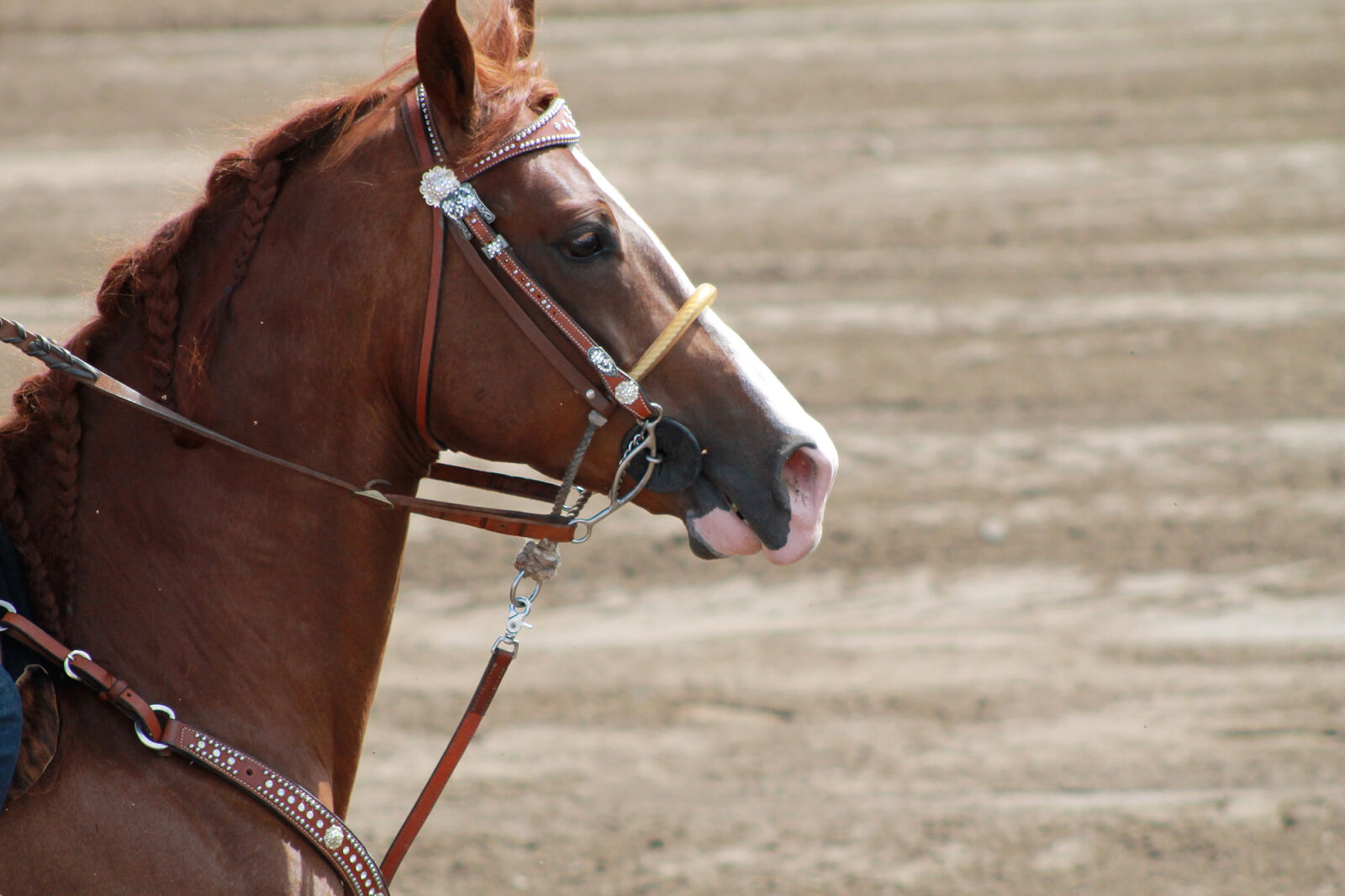Canon EOS 1100D (EOS Rebel T3 / EOS Kiss X50) sample photo. Horse photography