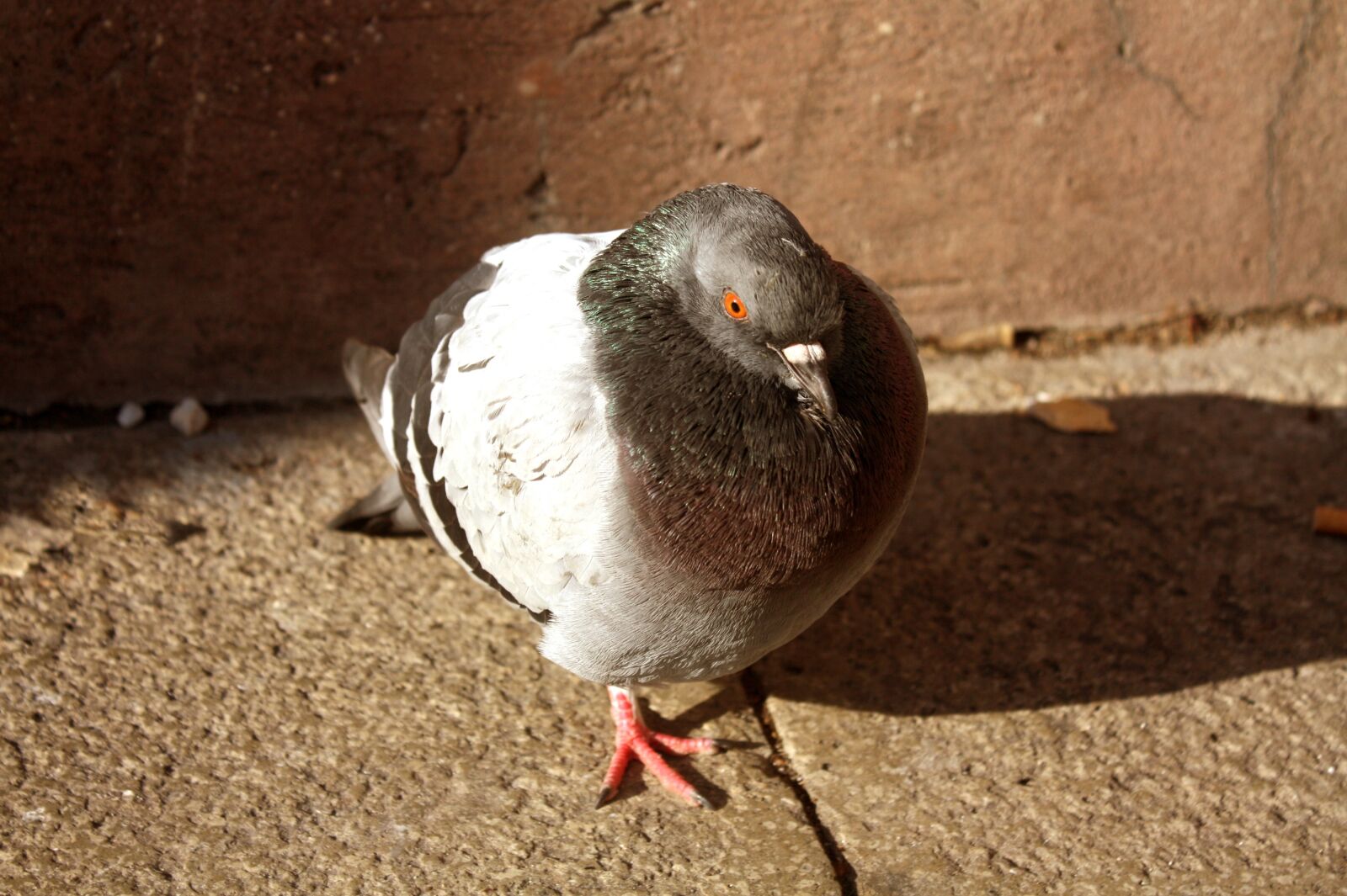 Canon EOS 450D (EOS Rebel XSi / EOS Kiss X2) sample photo. Bird, pigeon, nature photography