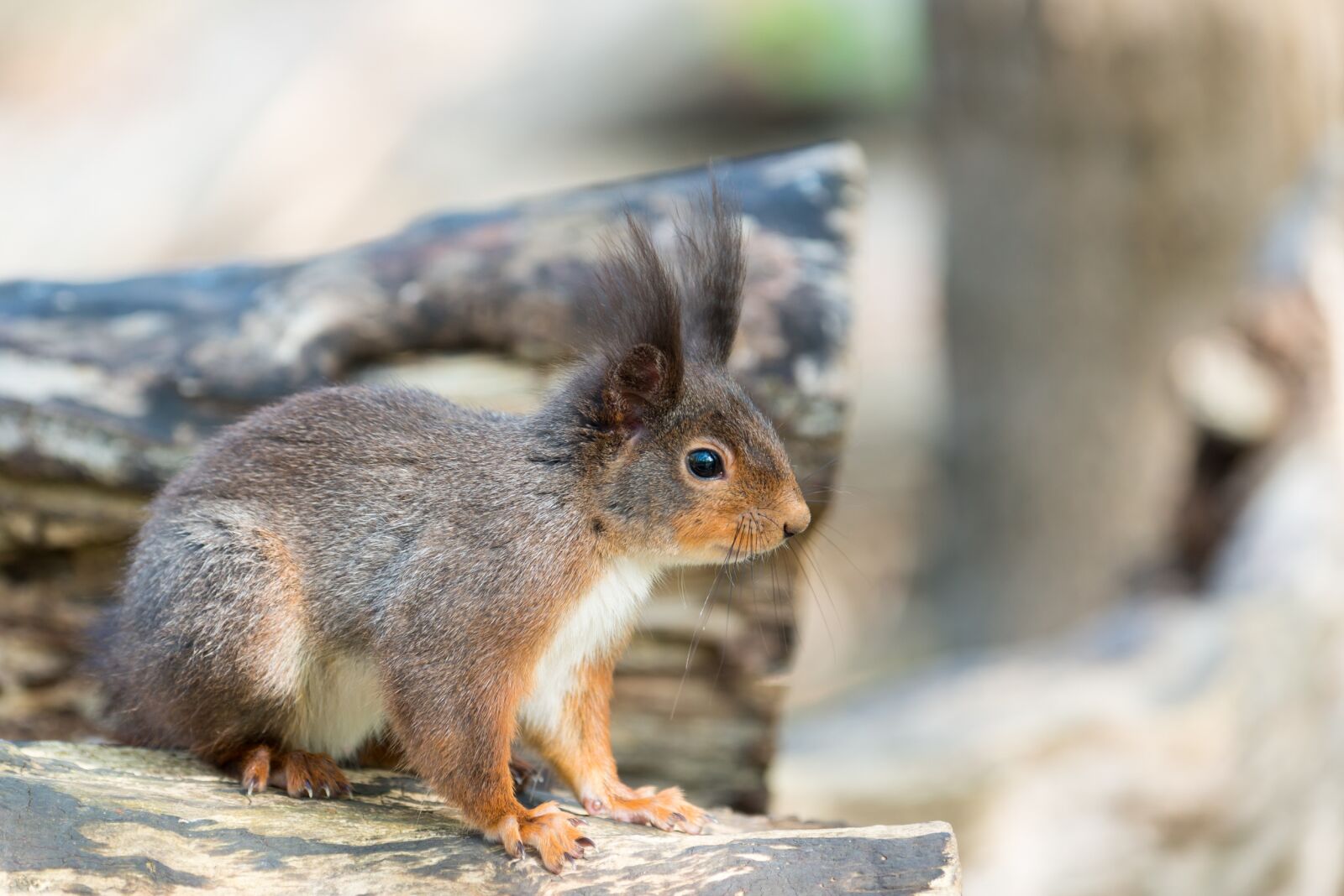 Nikon D800 sample photo. Squirrel, animal, possierlich photography