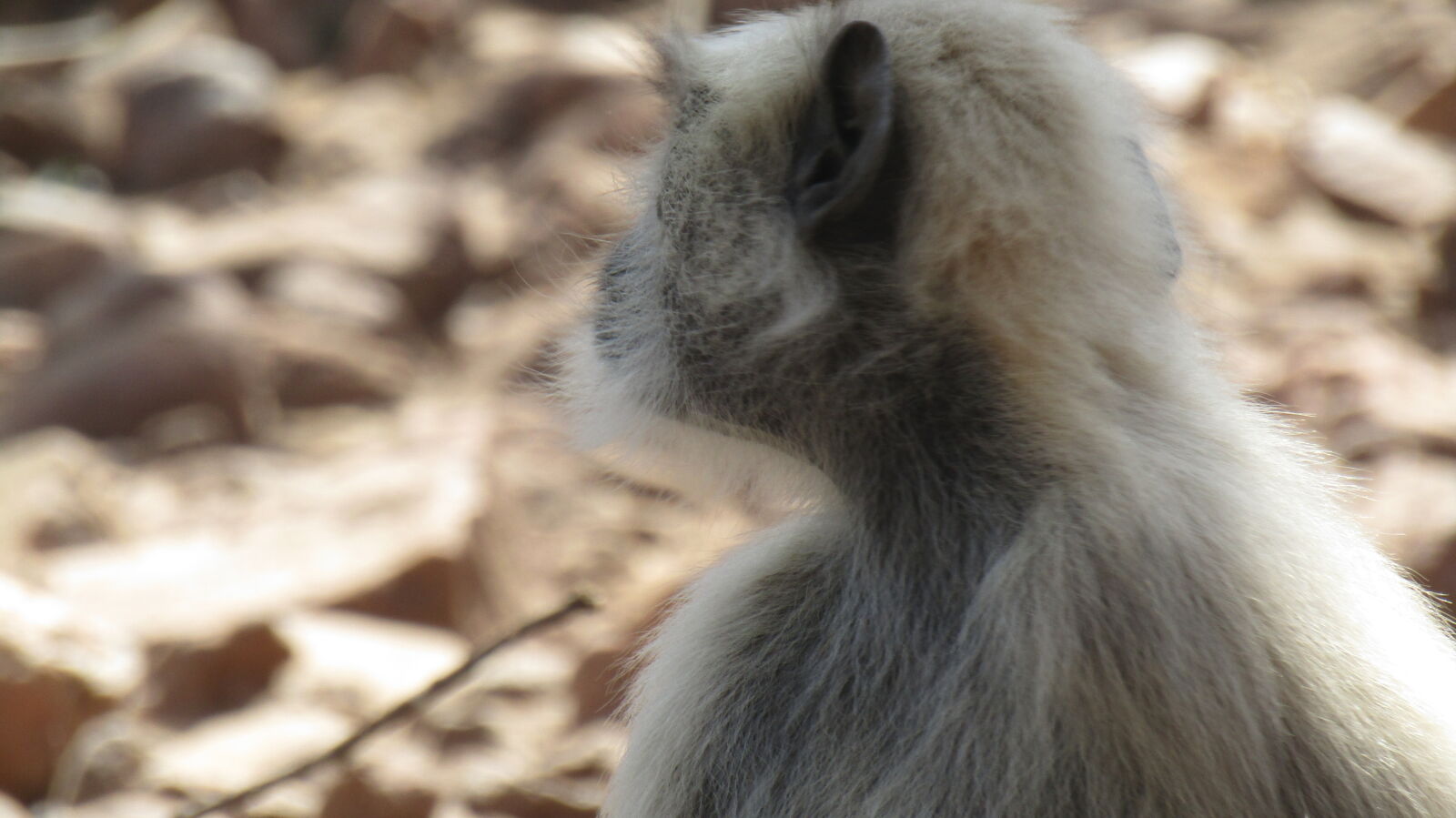 Canon PowerShot SX420 IS sample photo. Baboon, the, indian, monkey photography