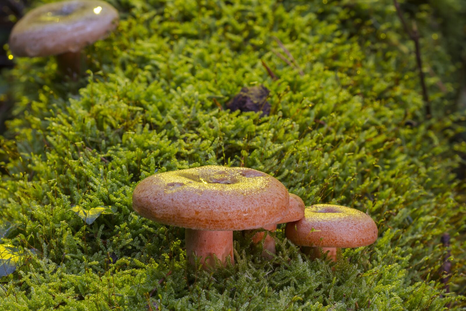 Canon EOS 7D sample photo. Mushroom, saffron milk caps photography