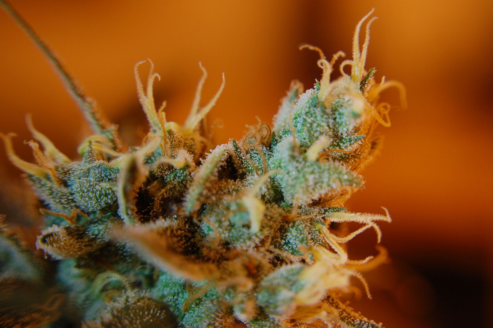 Nikon D40 sample photo. Weed, trichomes, ganja photography