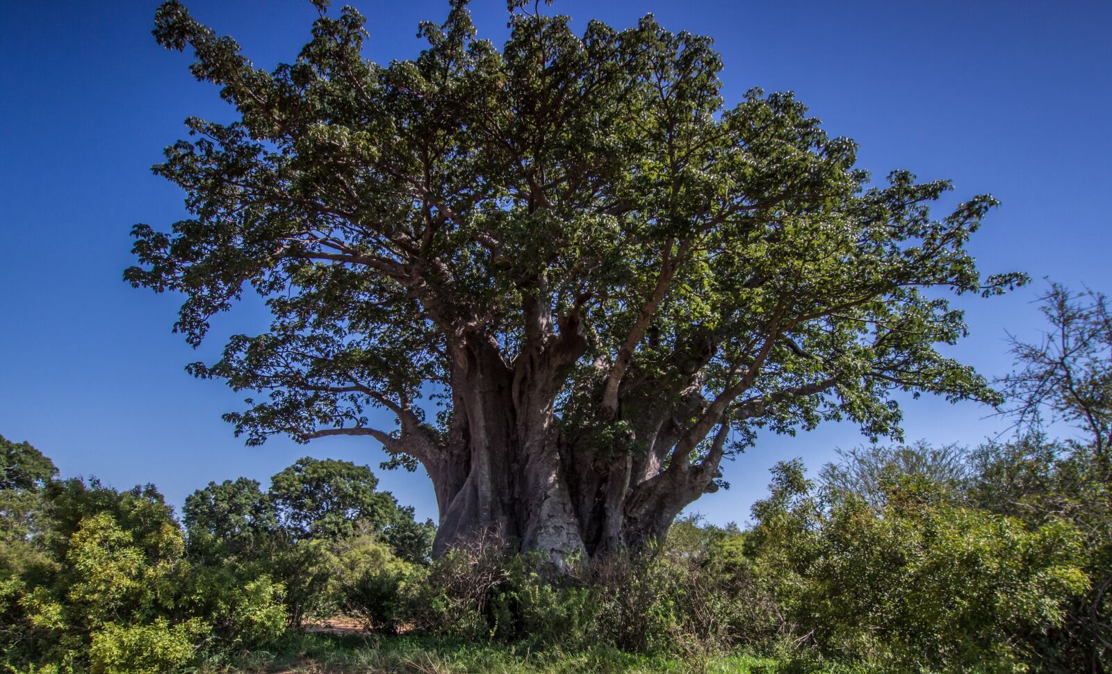 Olympus PEN E-PL6 + OLYMPUS M.9-18mm F4.0-5.6 sample photo. Baobab, tree, nature photography