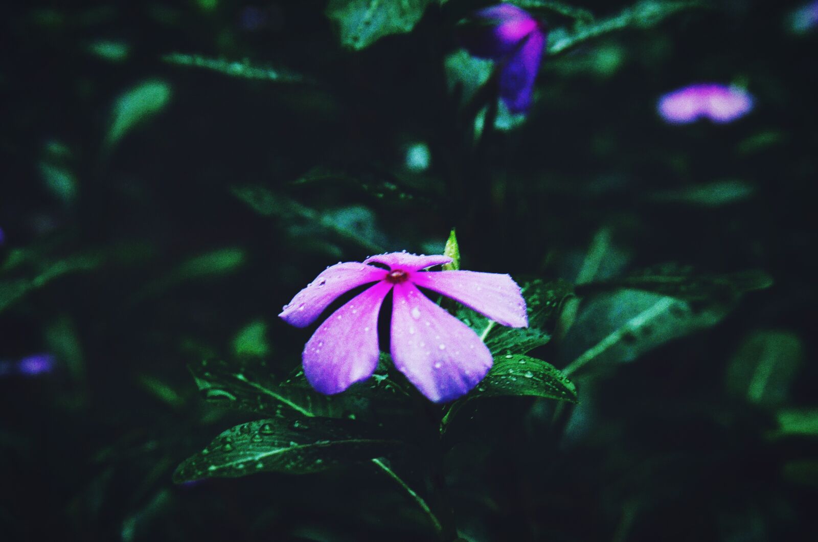 Nikon D7000 sample photo. Flower, nature, background photography
