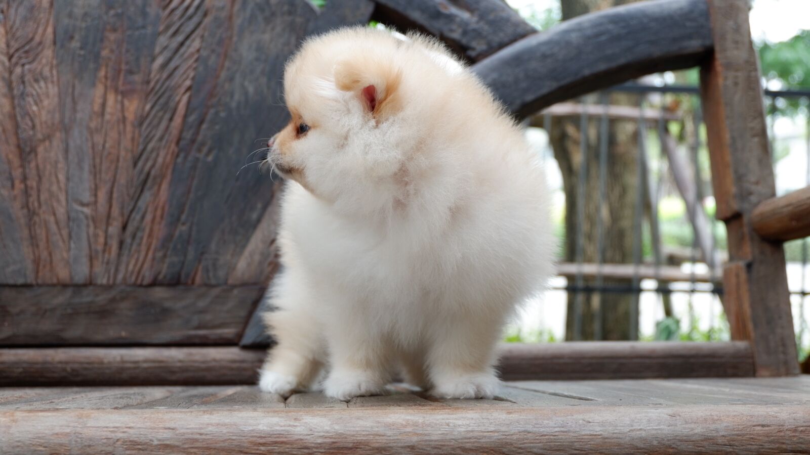 Fujifilm X-A3 + Fujifilm XC 16-50mm F3.5-5.6 OIS II sample photo. Puppy, dog, lovely photography
