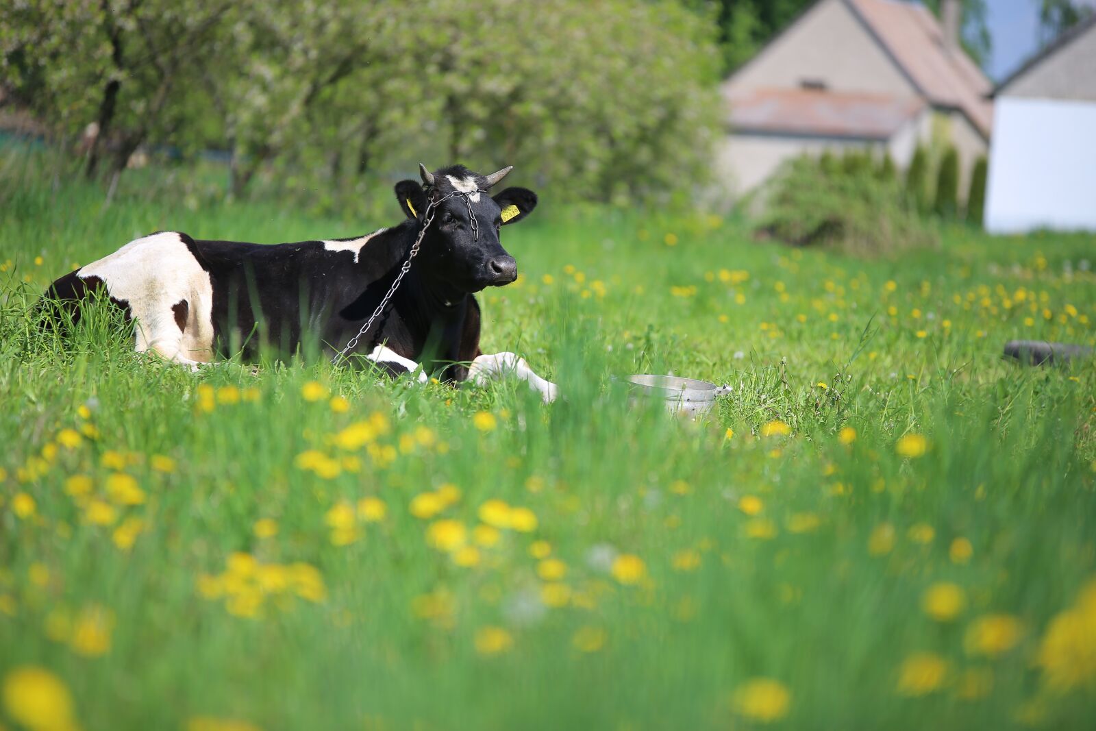 Canon EOS 6D sample photo. Cow, town, happy photography