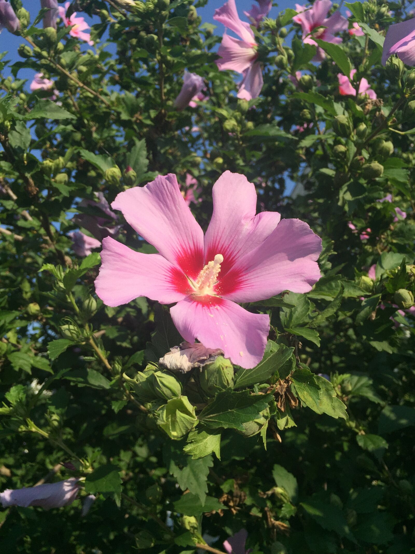 iPhone 6 Plus back camera 4.15mm f/2.2 sample photo. Flower, macro, blossom photography