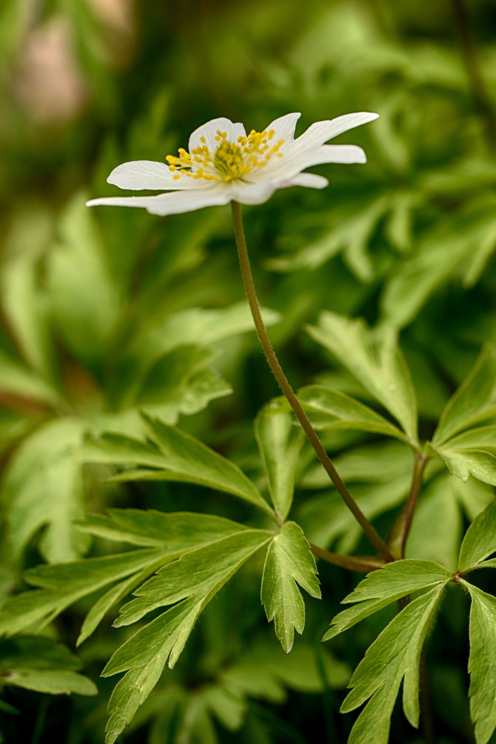 Canon EOS 7D Mark II sample photo. Anemones, flora, nature photography
