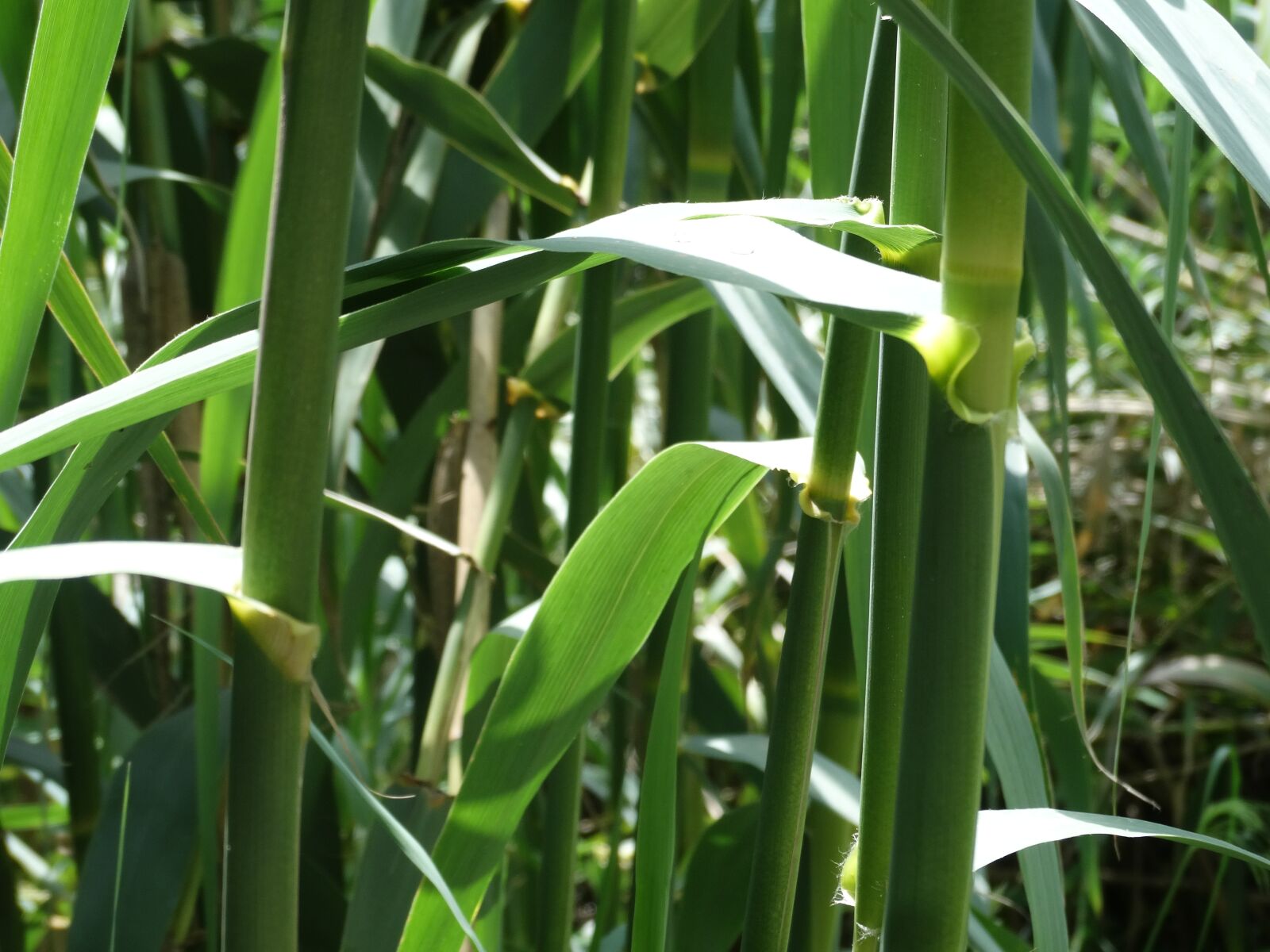 Sony Cyber-shot DSC-HX300 sample photo. Cane, american cane, field photography