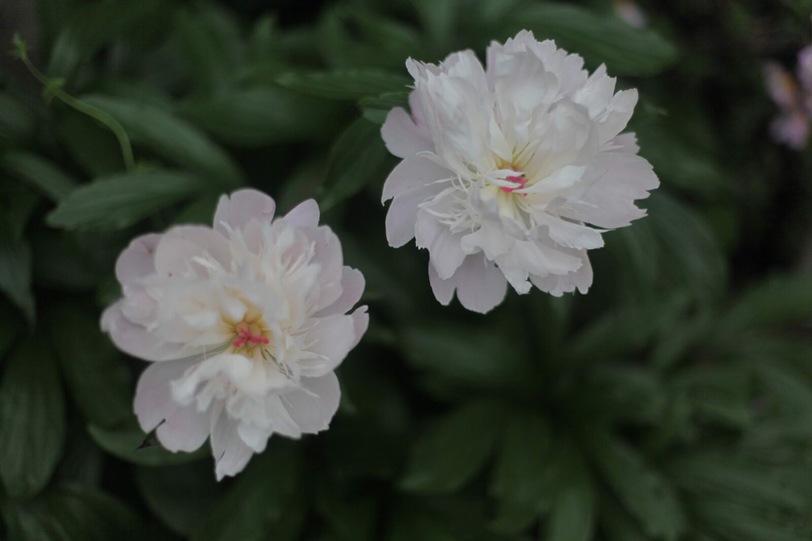 Canon EOS 5D Mark II sample photo. Flower, nature, garden photography