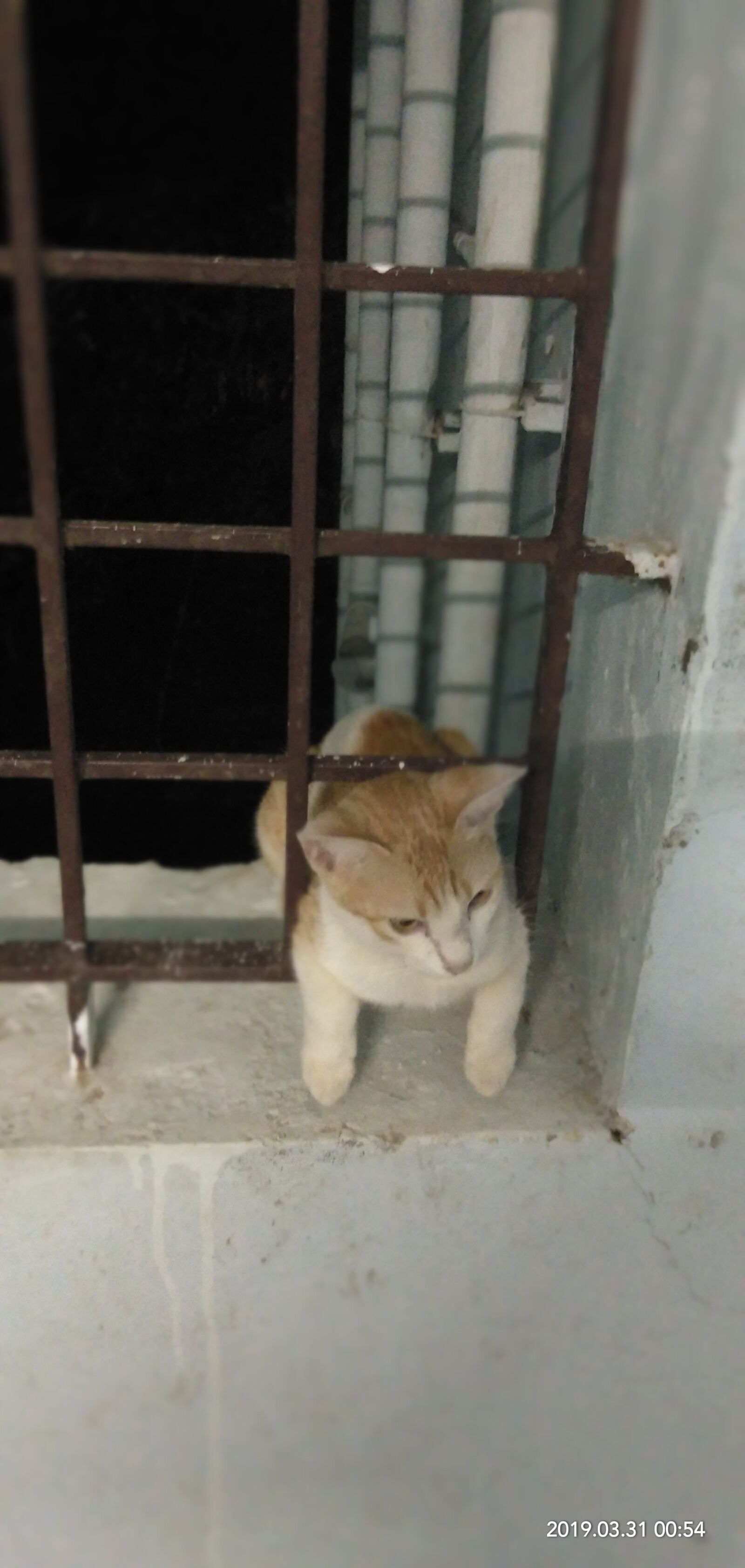 vivo V9 6GB sample photo. Cat, cute cat, cat photography