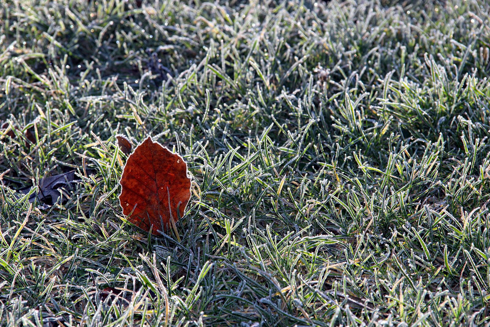 Canon EOS 600D (Rebel EOS T3i / EOS Kiss X5) sample photo. Winter, sheet, nature photography